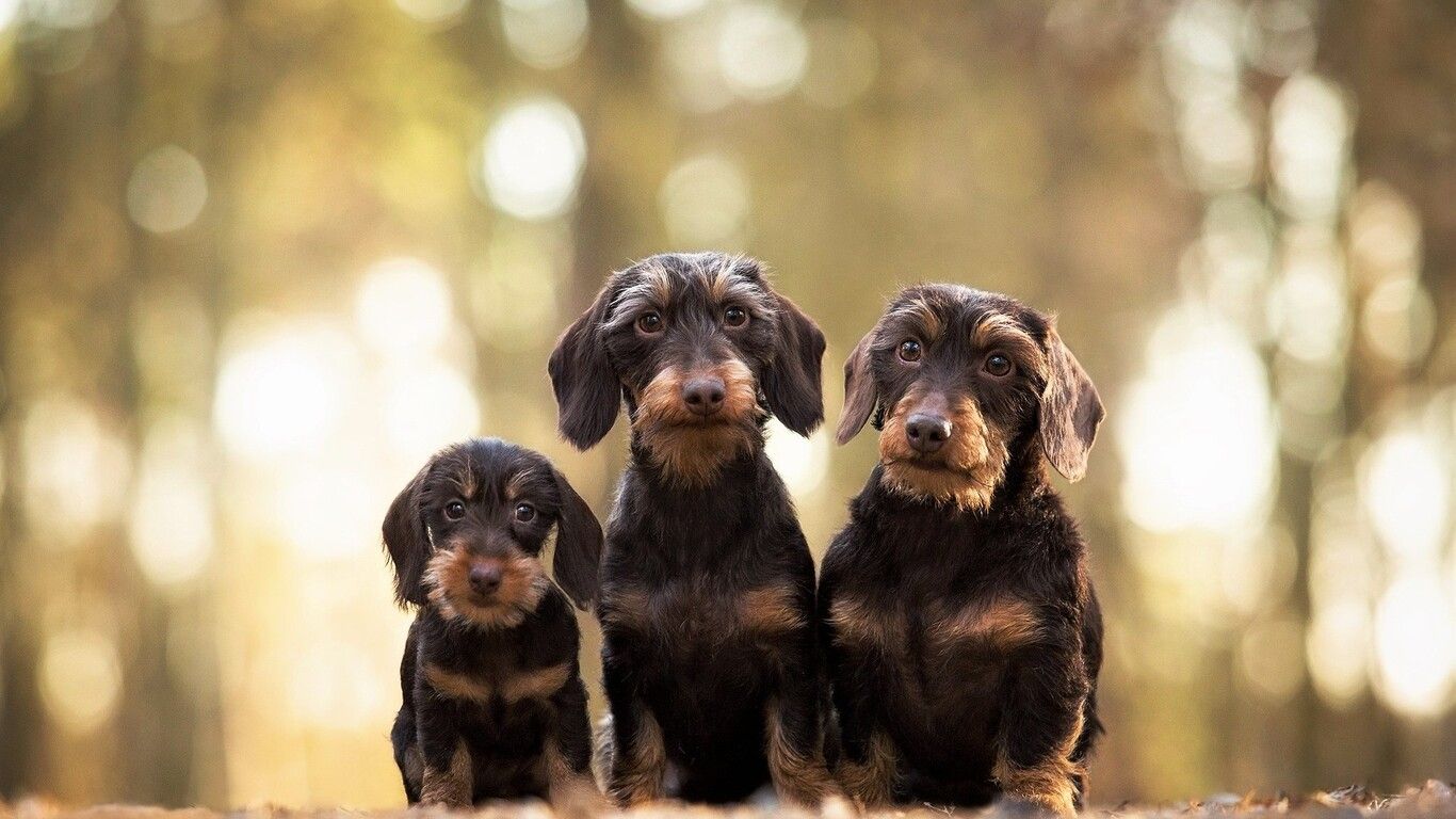 Wirehaired Dachshund Dogs 1366x768 Resolution HD 4k Wallpaper, Image, Background, Photo and Picture