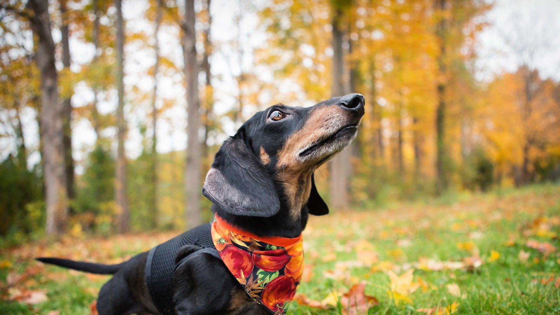 Wallpaper Dachshund, Dog, Shawl, Grass, Leaves, Autumn Wallpaper HD