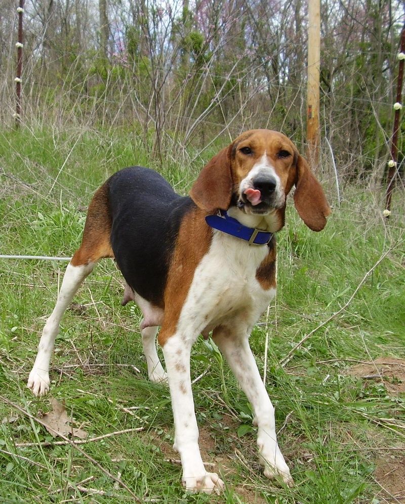 treeing walker couonhound photo. Funny Treeing Walker Coonhound Dog Photo 800×996 HD Wallpaper. Walker coonhound, Treeing walker coonhound, Coonhound
