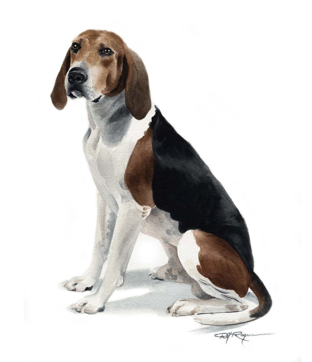 Darwing Treeing Walker Coonhound dog photo and wallpaper. Beautiful Darwing Treeing Walker Coonhound dog picture