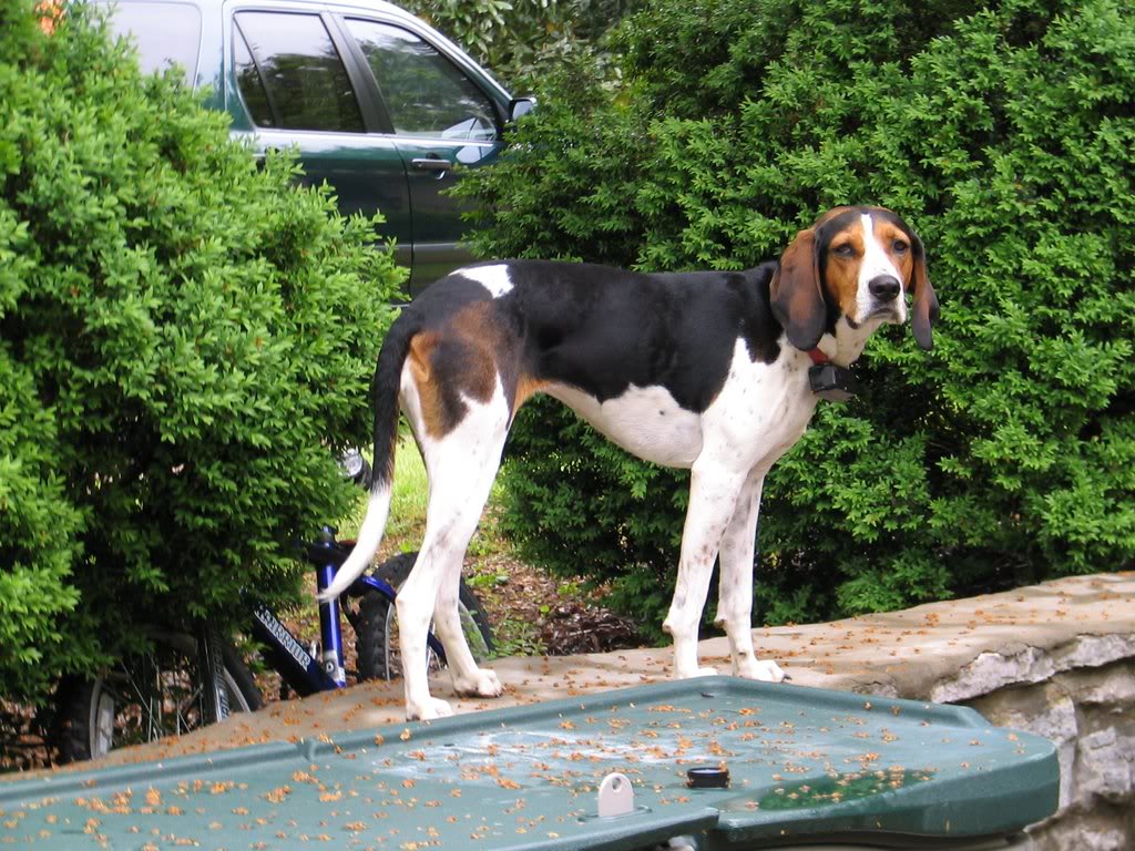 Nice Treeing Walker Coonhound dog photo and wallpaper. Beautiful Nice Treeing Walker Coonhound dog picture