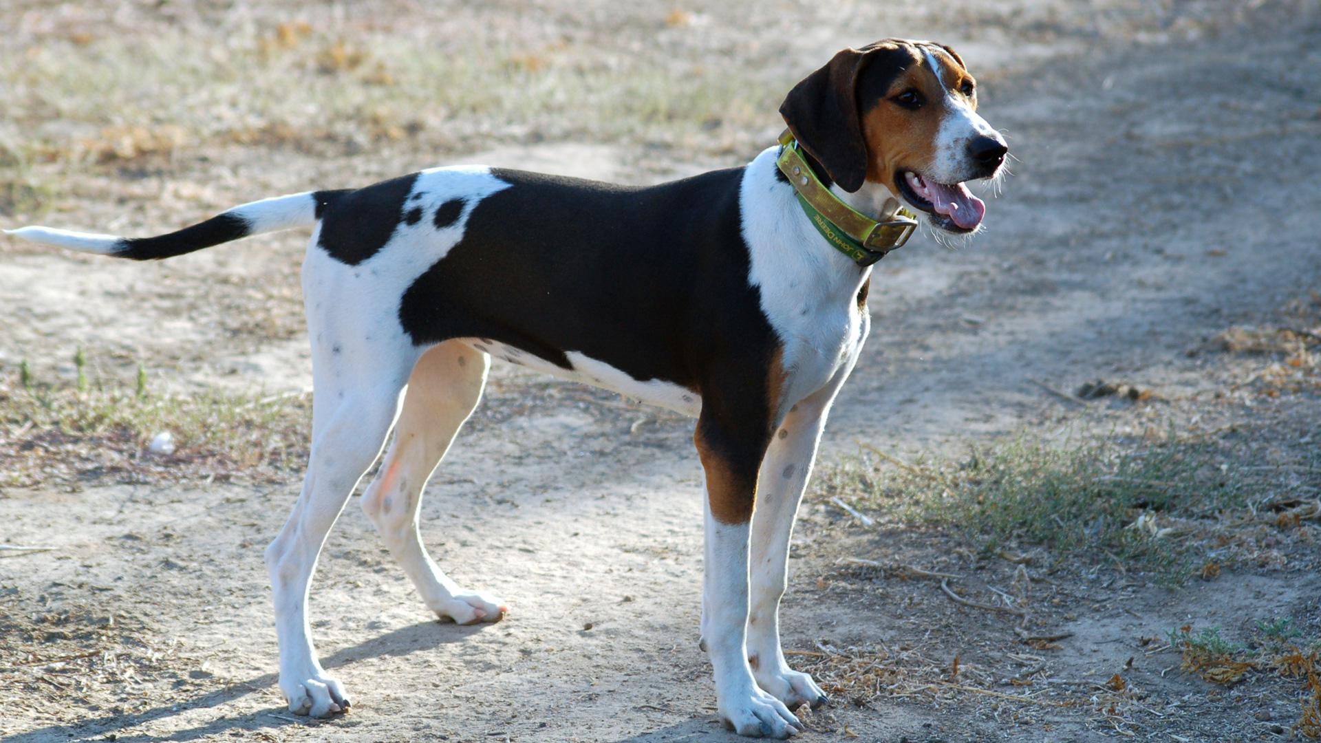 breed: Treeing Walker Coonhound .sheknows.com