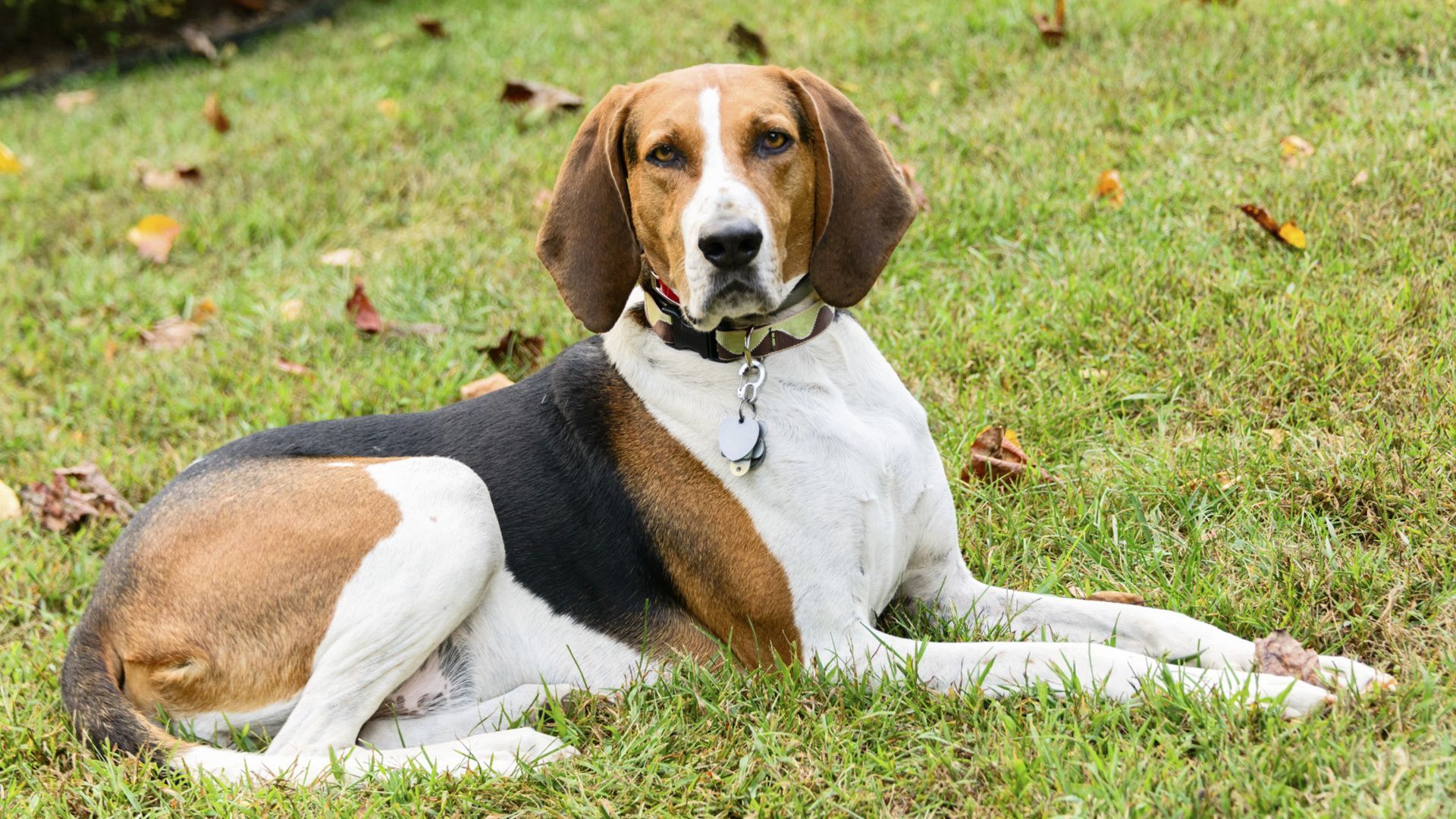 American English Coonhound, Photo, Characteristics, Names. Treeing walker coonhound, Walker coonhound, Coonhound