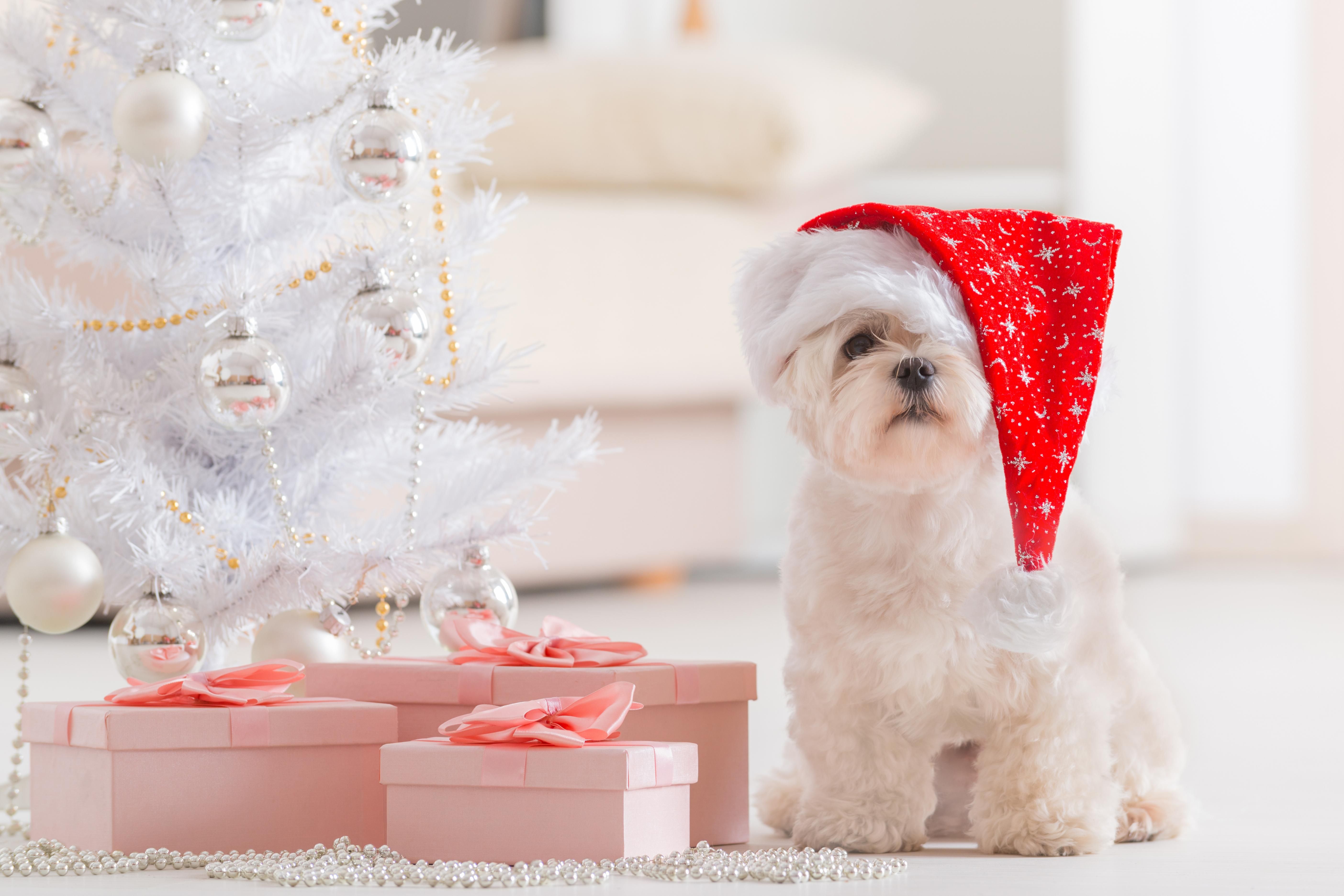 Dog Merry Christmas Wallpapers Wallpaper Cave
