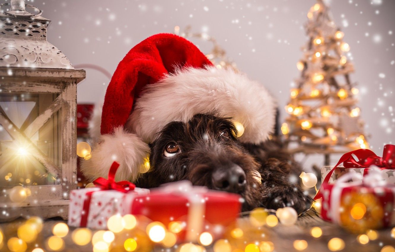 Wallpaper tree, dog, New Year, Christmas, Christmas, dog, 2018, Merry Christmas, Xmas, funny, cute, decoration, santa hat, symbol - for desktop, section новый год