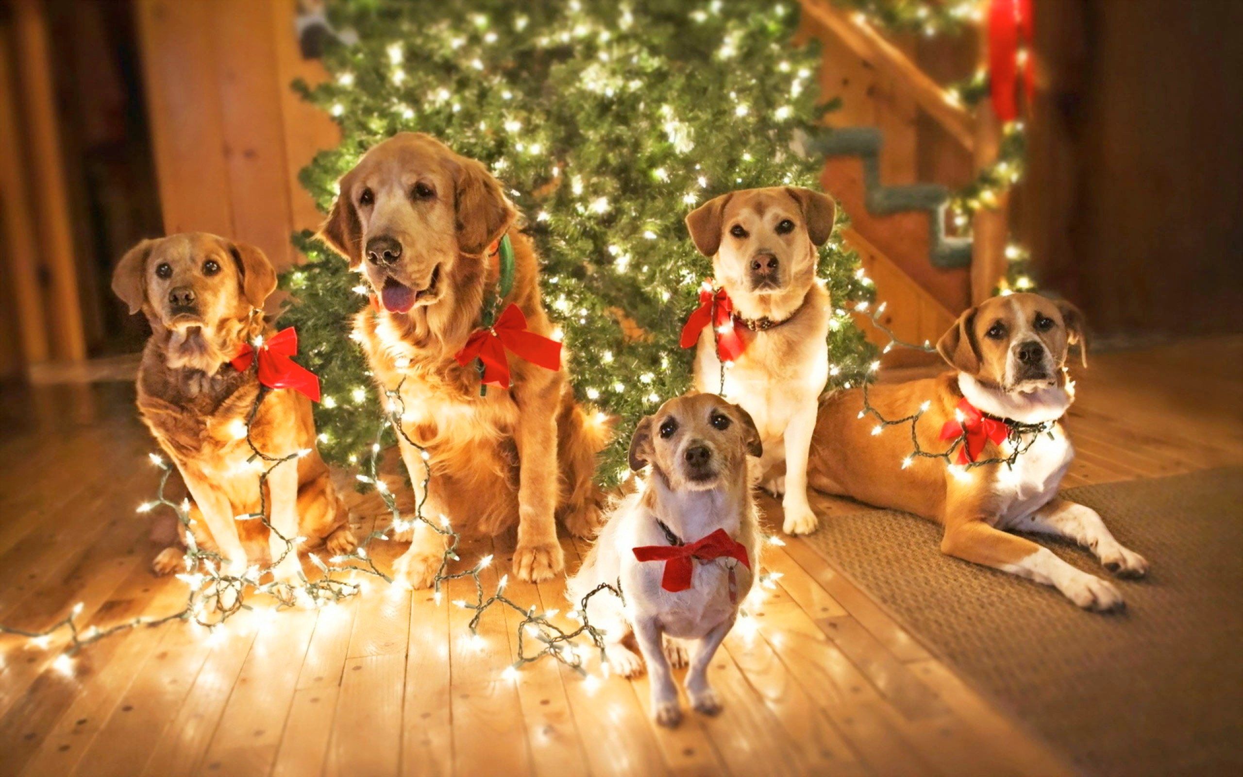 Christmas Of Dogs Wallpaper