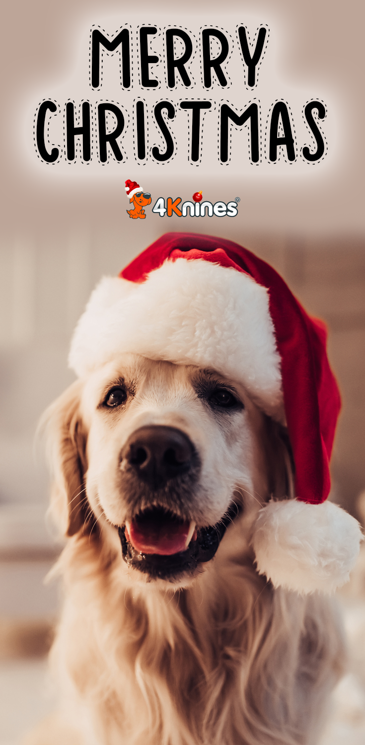 Wishing everyone a very Merry Christmas!. Merry christmas dog, Cute little animals, Christmas dog