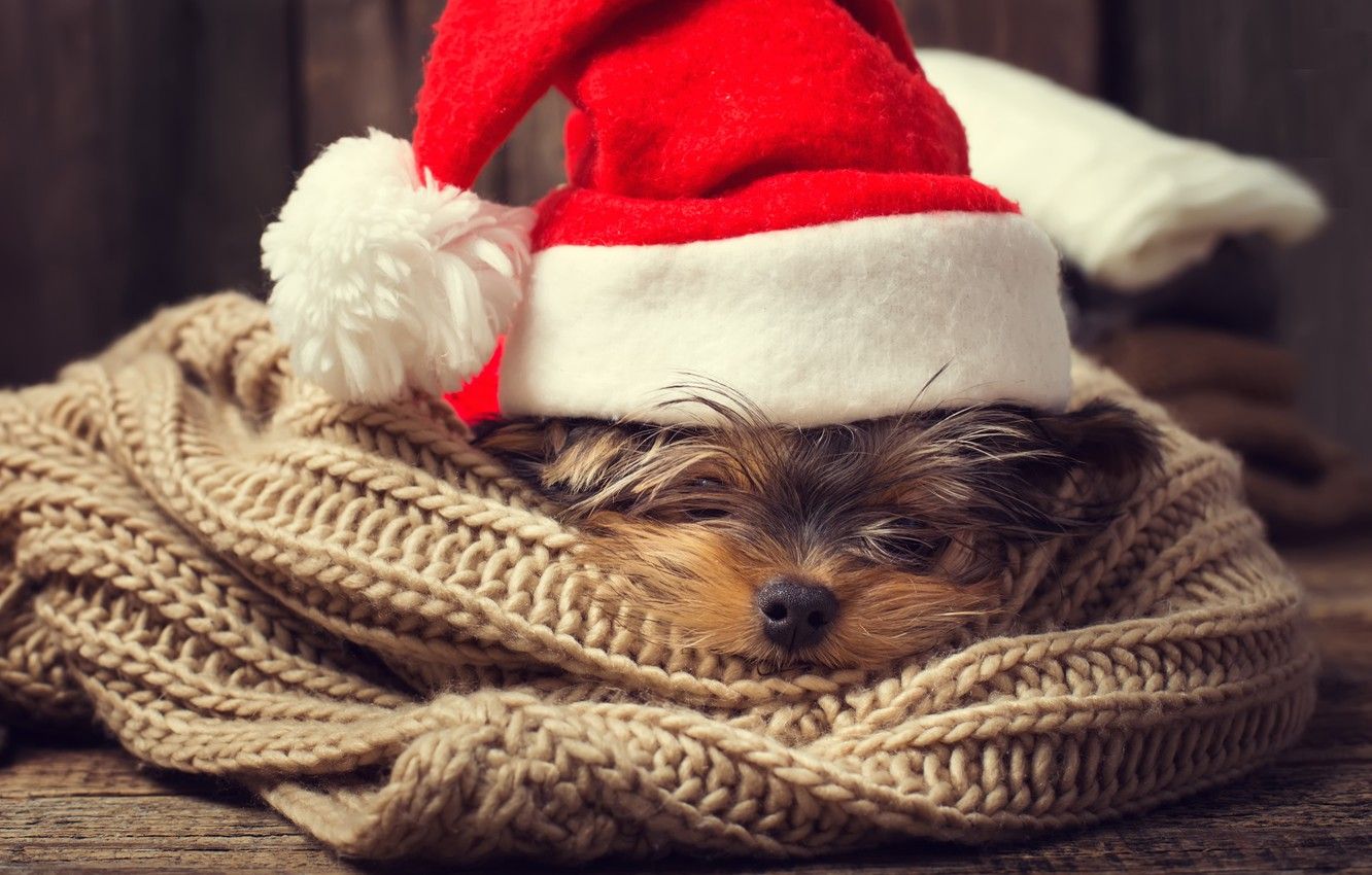 Wallpaper dog, New Year, Christmas, Christmas, dog, Merry Christmas, Xmas, funny, cute, decoration, santa hat, symbol - for desktop, section собаки