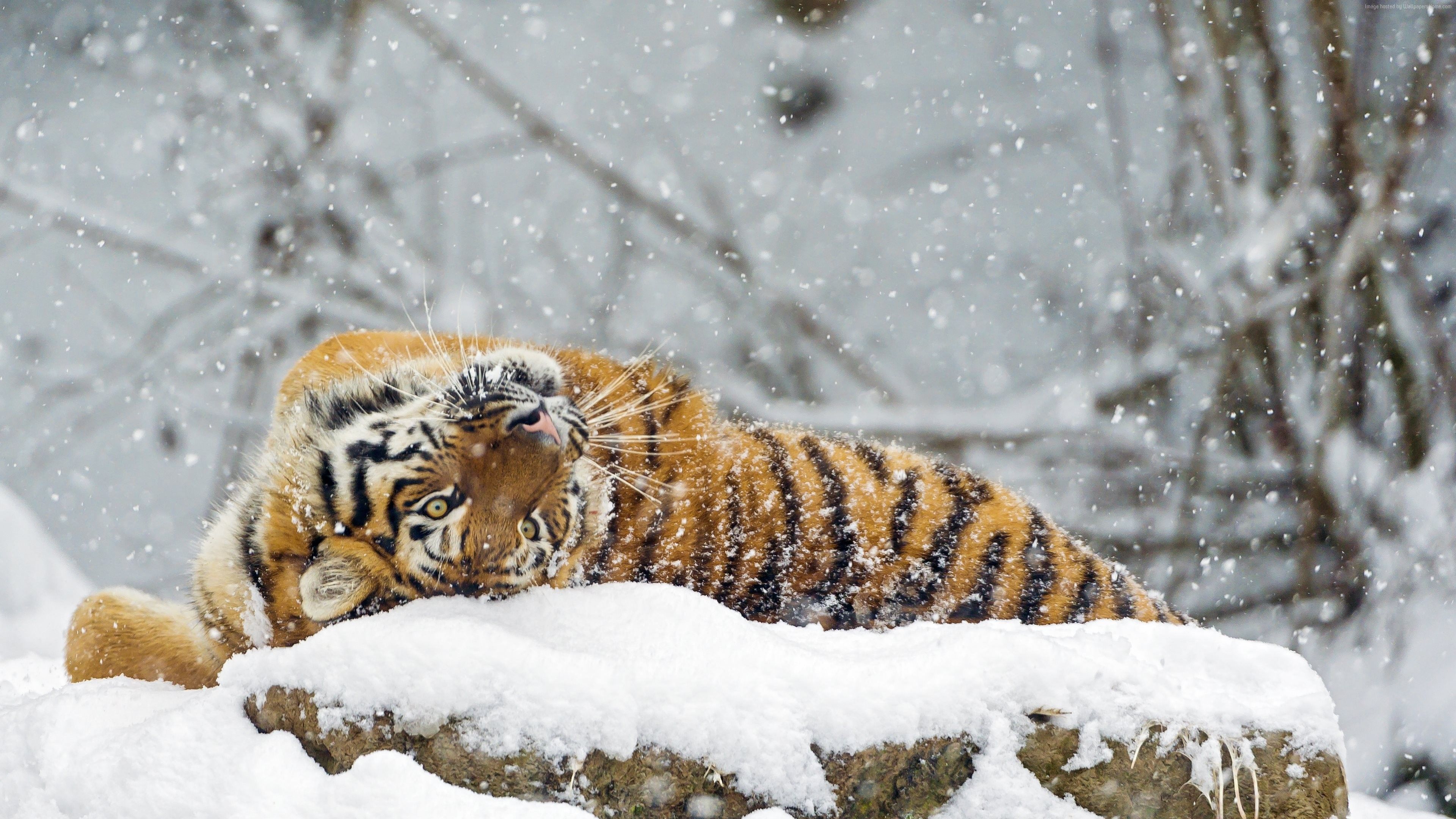 Wallpaper tiger, cute animals, snow, winter, 4k, Animals Wallpaper Download Resolution 4K Wallpaper