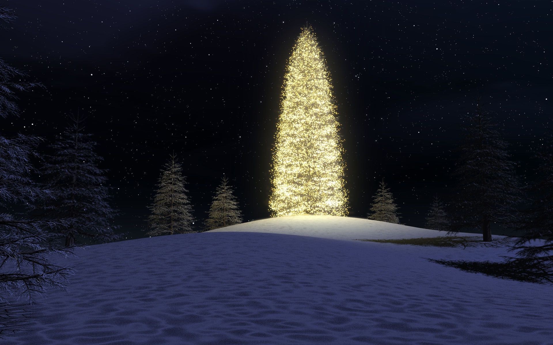 Christmas tree in the forest wallpaper and image, picture, photo