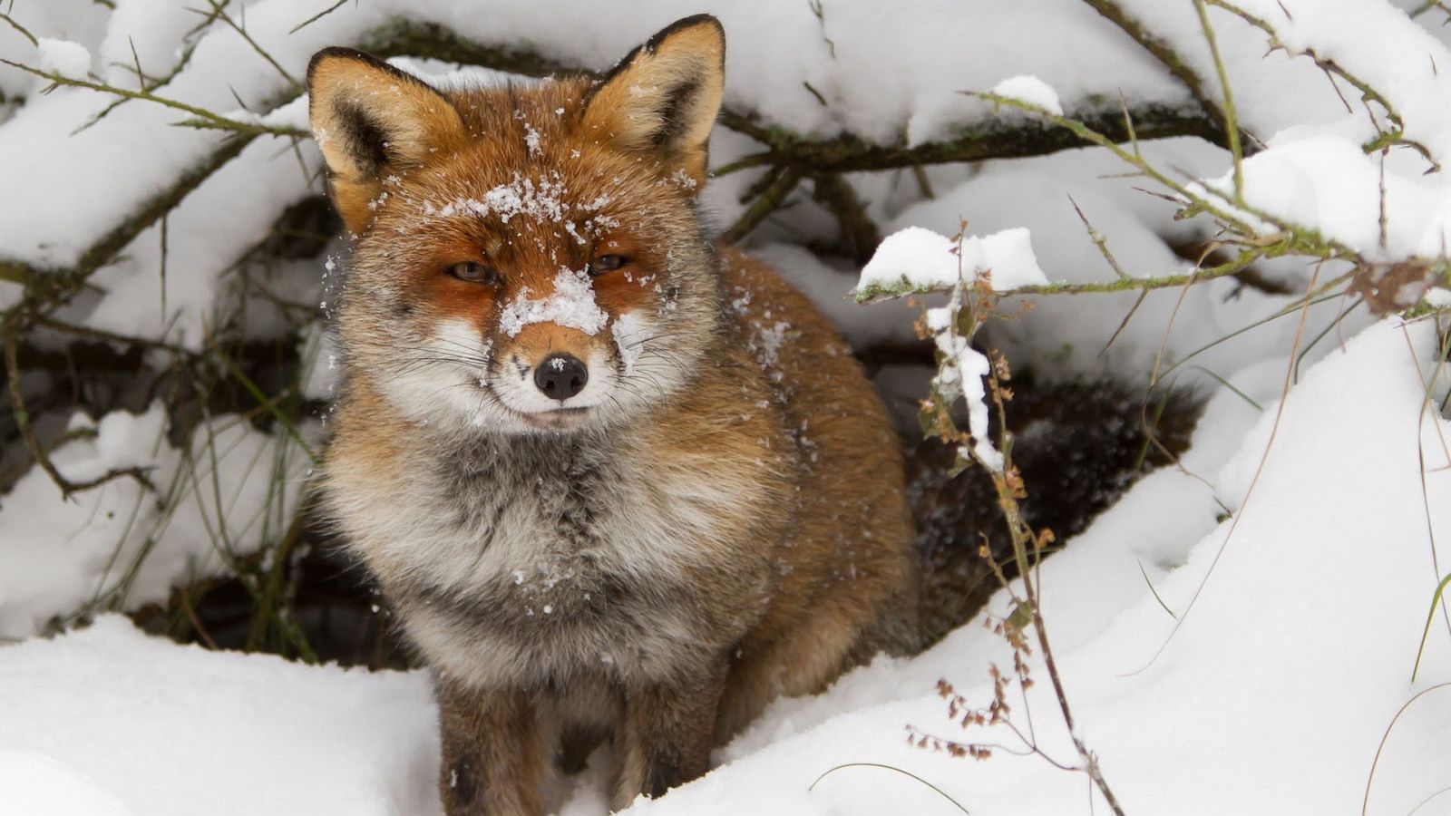 Free download Winter wallpaper with a red fox near his hole HD animals wallpaper [1600x1000] for your Desktop, Mobile & Tablet. Explore Cute Winter Animal Wallpaper. Free Winter Scene