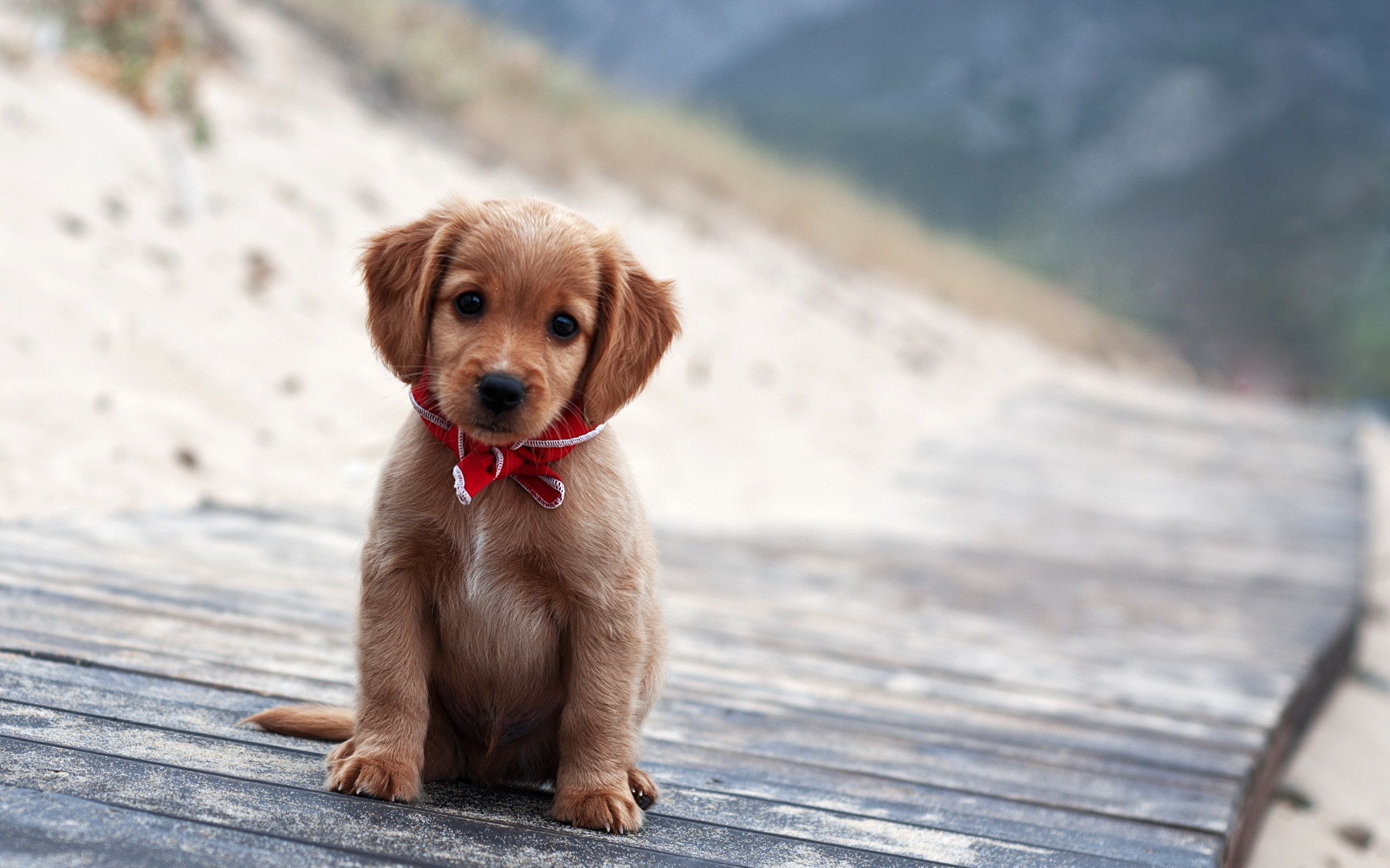 Cute Winter Animal Wallpaper. Background. Photo. Image