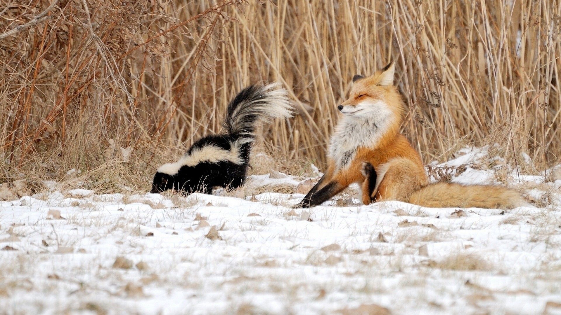 Funny Animal Desktop Background