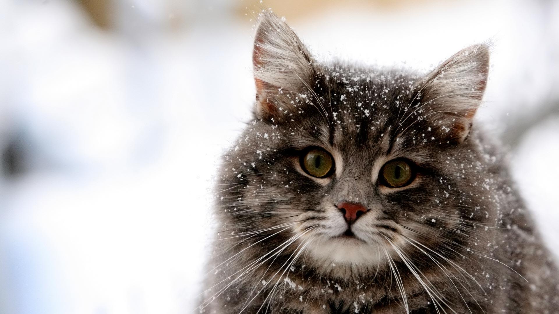 Cute Winter Animal Wallpaper