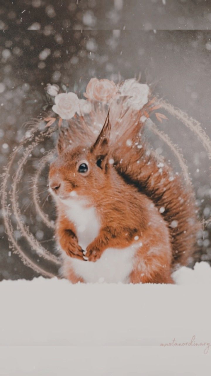 Squirrel flowers snow white cute animal picsart winter wallpaper. Winter wallpaper, Squirrel, Cute animals