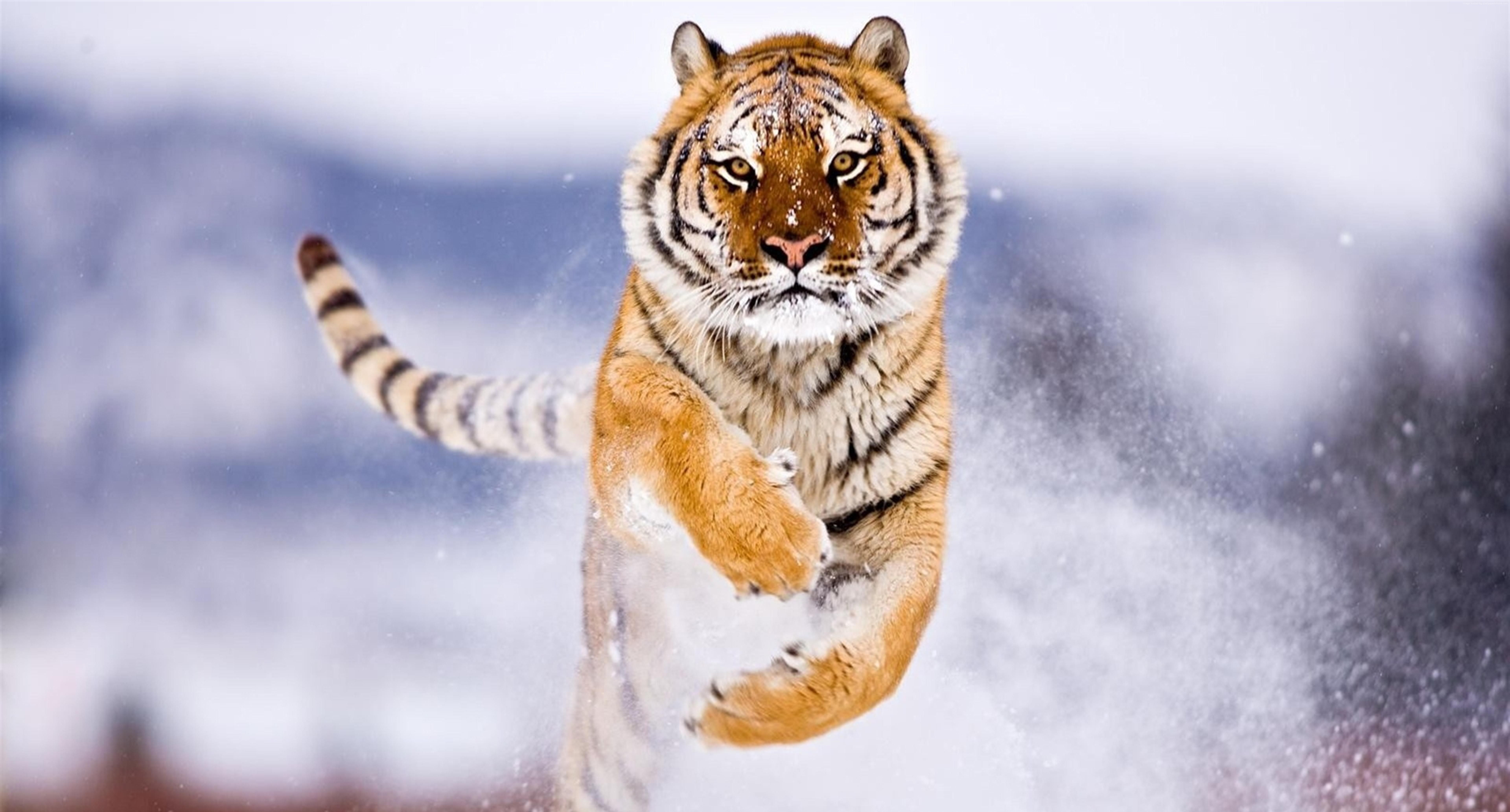 Wild Animals Wallpaper HD