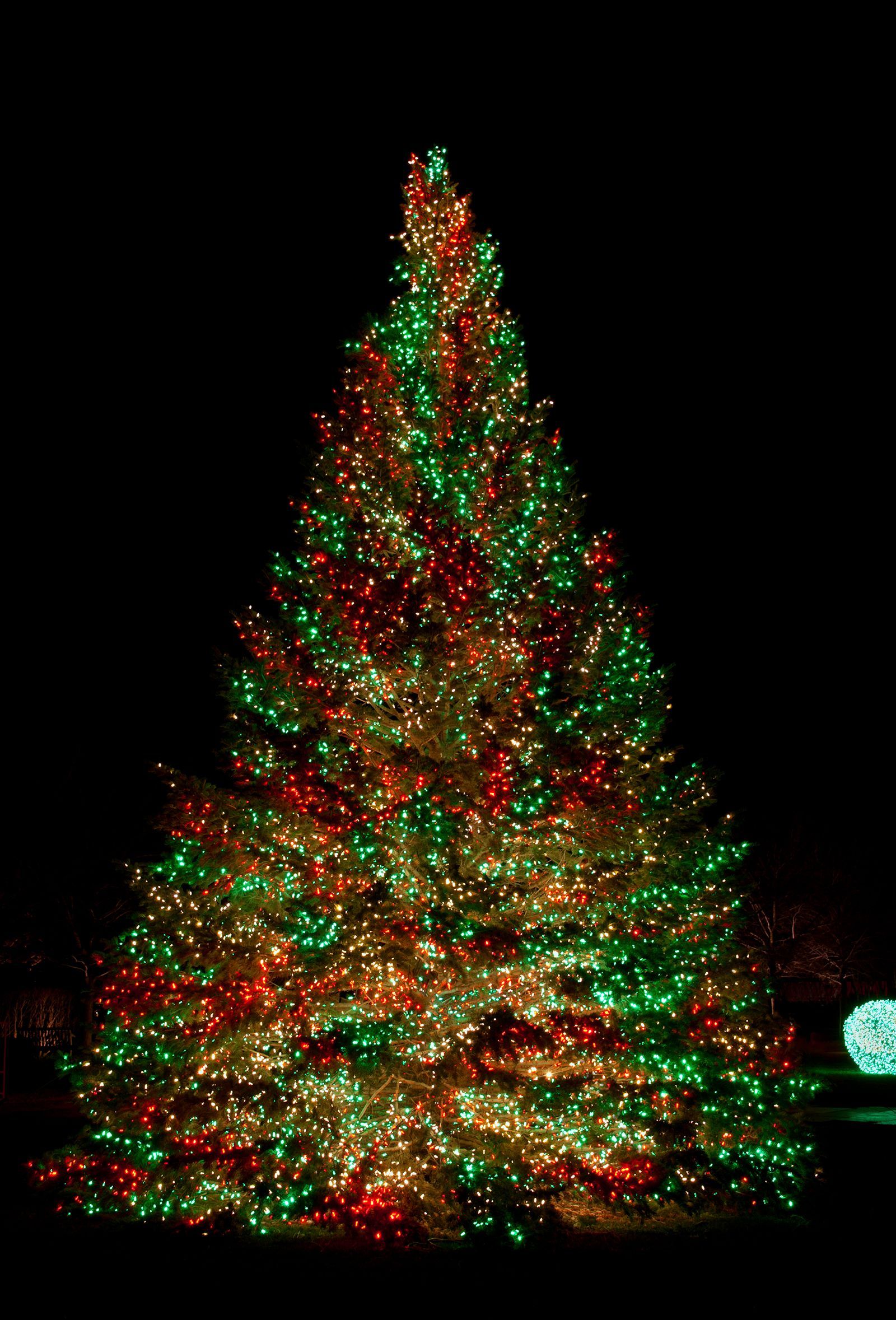 Christmas Tree Lights. Primo Lights Announces Soaring Demand for LED Christmas Lights th. Outdoor christmas tree, Cool christmas trees, Beautiful christmas trees