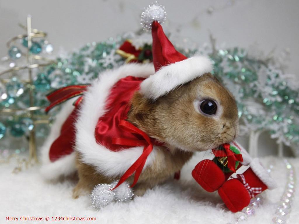 Christmas Animal Pictures Wallpapers - Wallpaper Cave