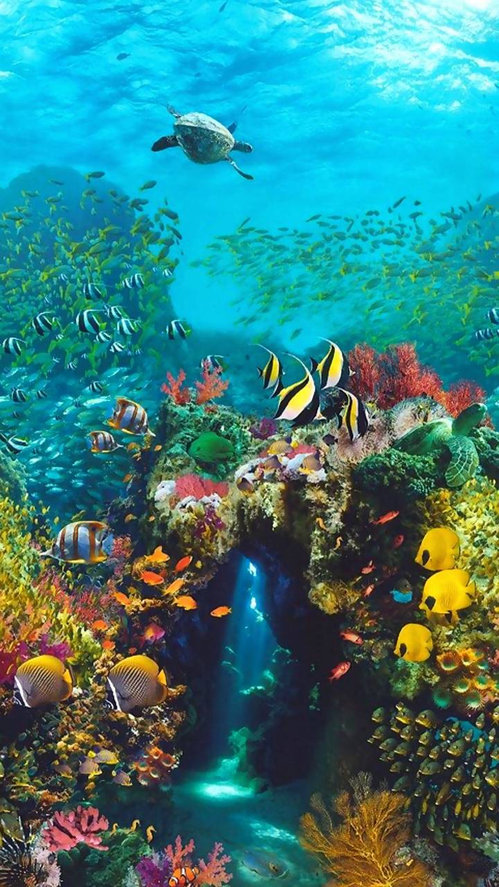 Download Swimming underwater and discovering the hidden beauty of the sea #animated  Wallpaper | Wallpapers.com