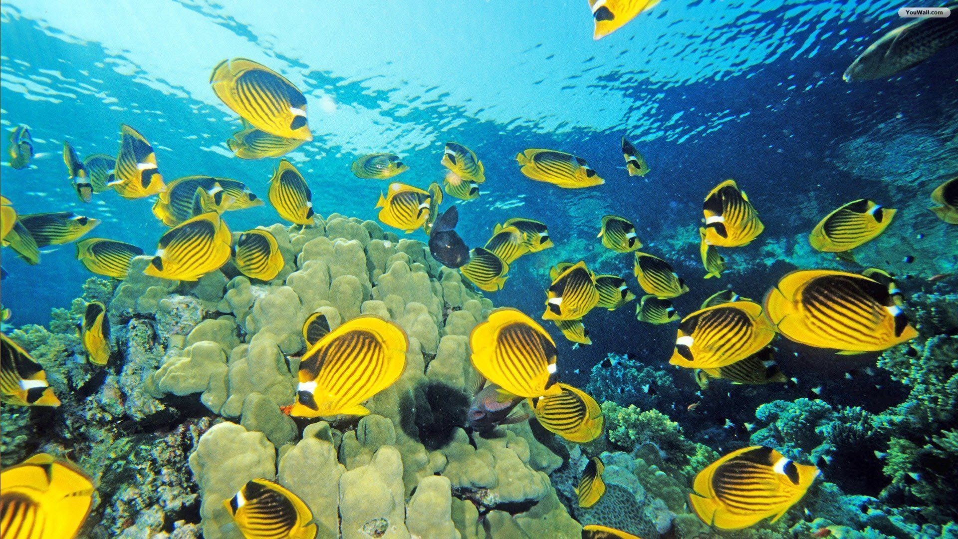 Undersea Wallpaper Sea Wallpaper For Desktop HD Wallpaper