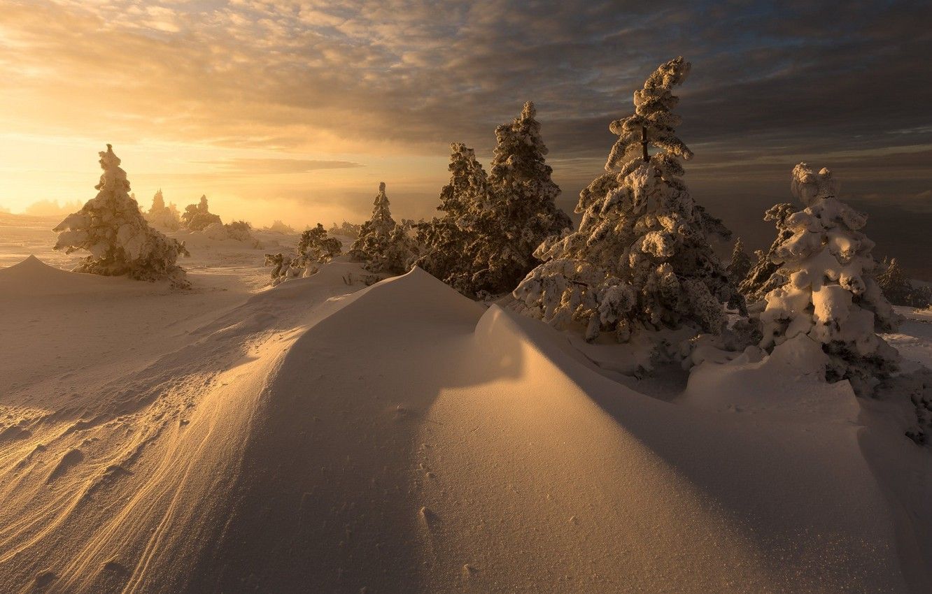 Wallpaper winter, snow, landscape, nature, beauty, Christmas trees image for desktop, section пейзажи
