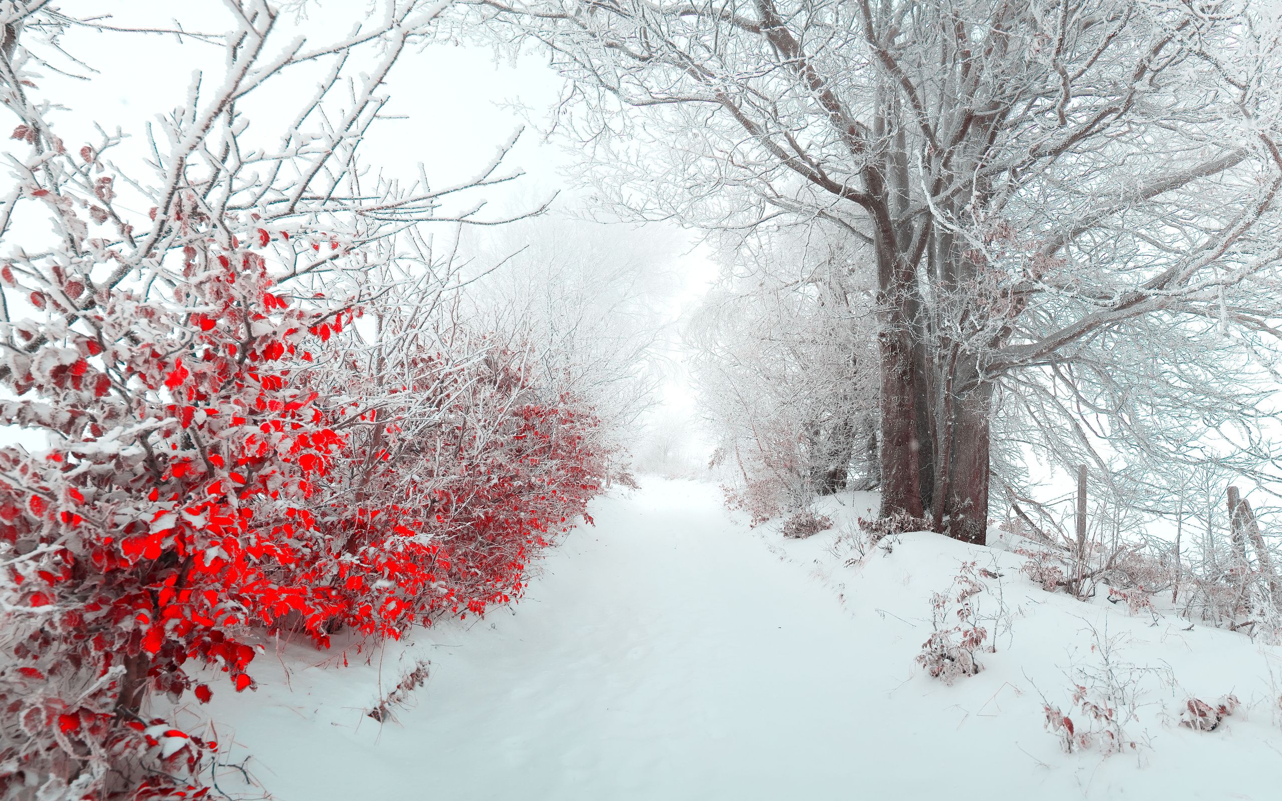 #nature, #beautiful, #snow, #christmas, #tree, #Landscape, #winter