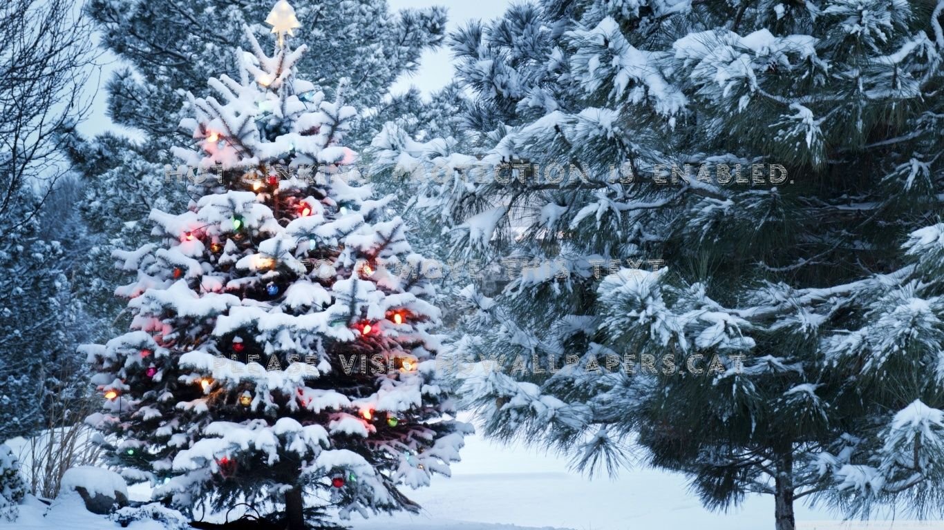 beautiful outdoor christmas tree nature fir