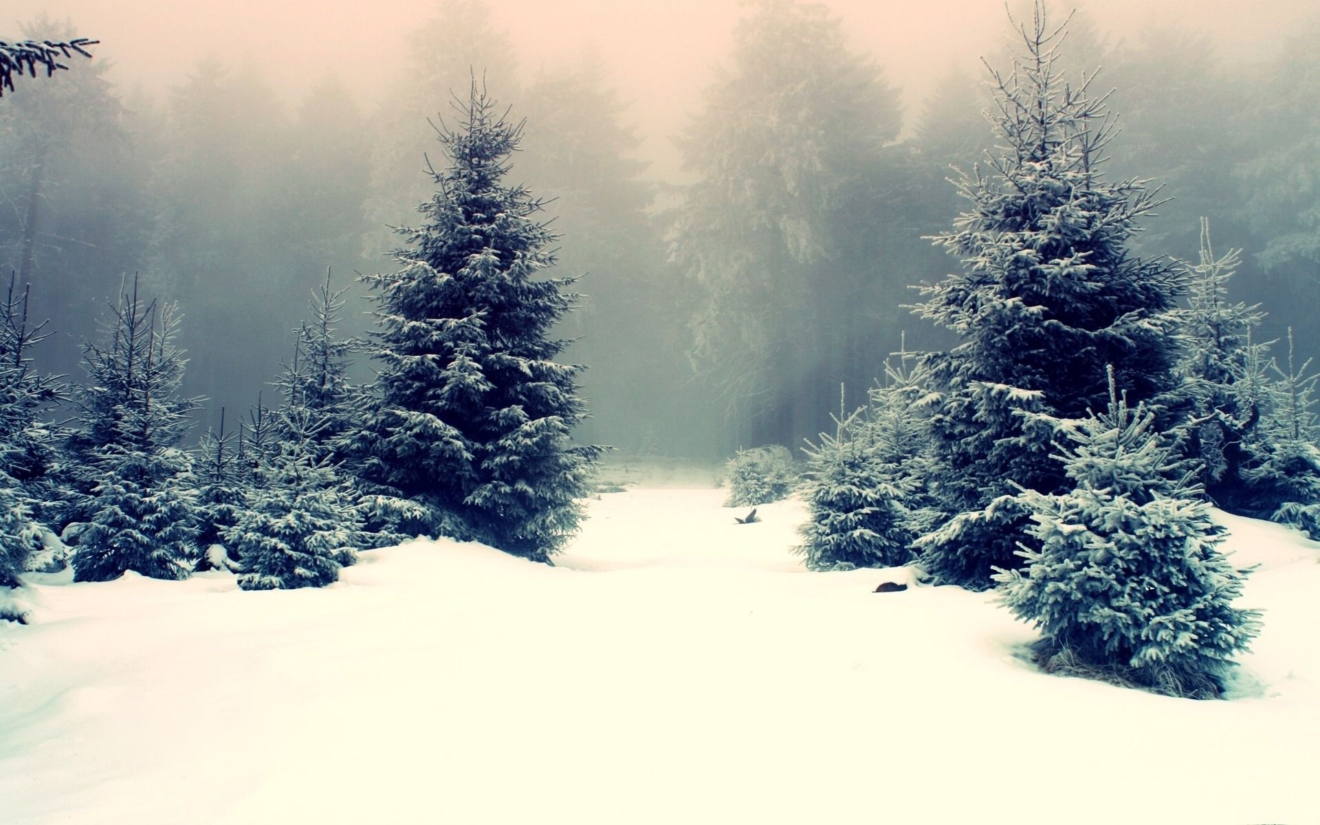 Winter wallpaper, Snow forest, Winter trees