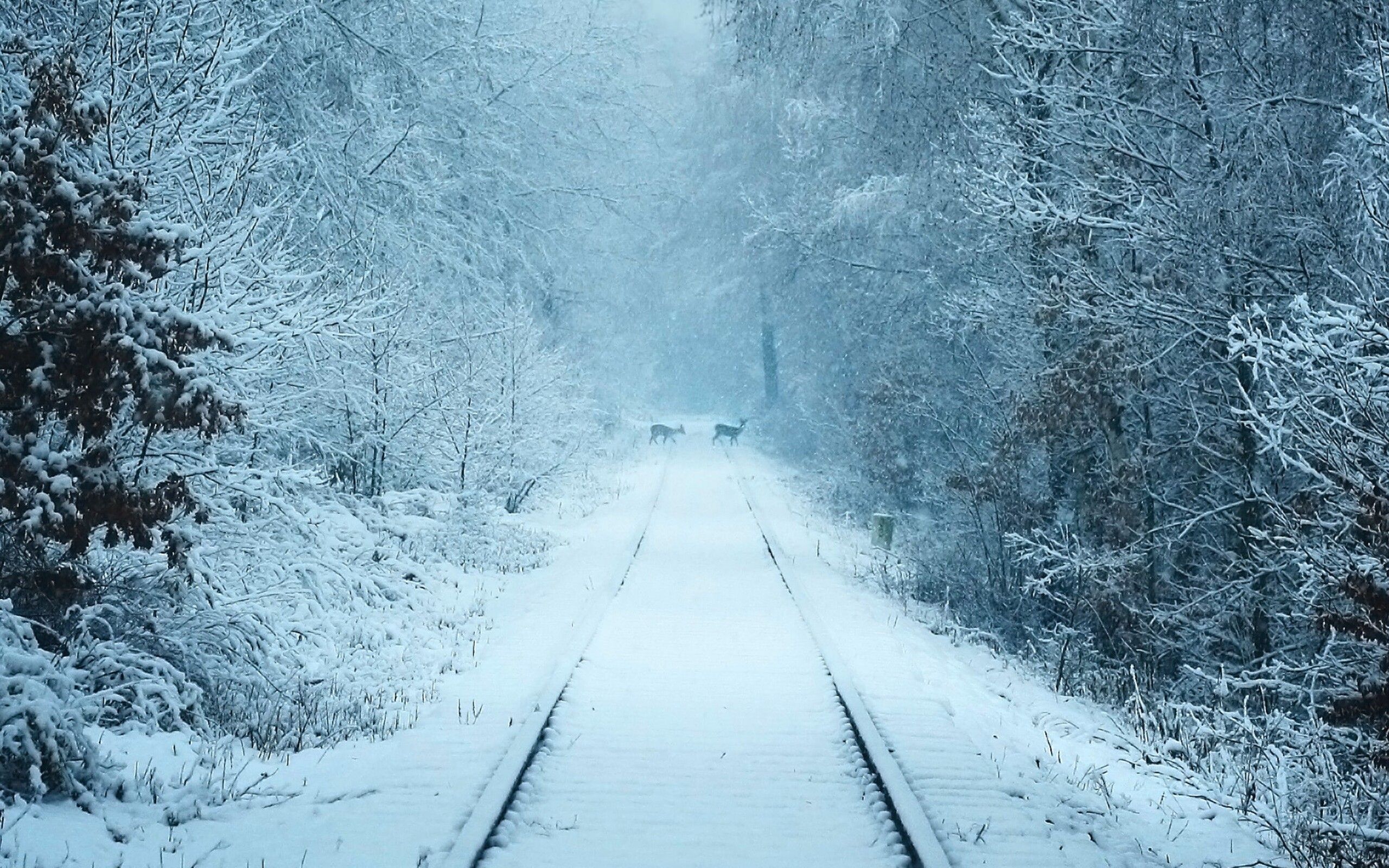 Wild animal deers on a railroad Winter seaon