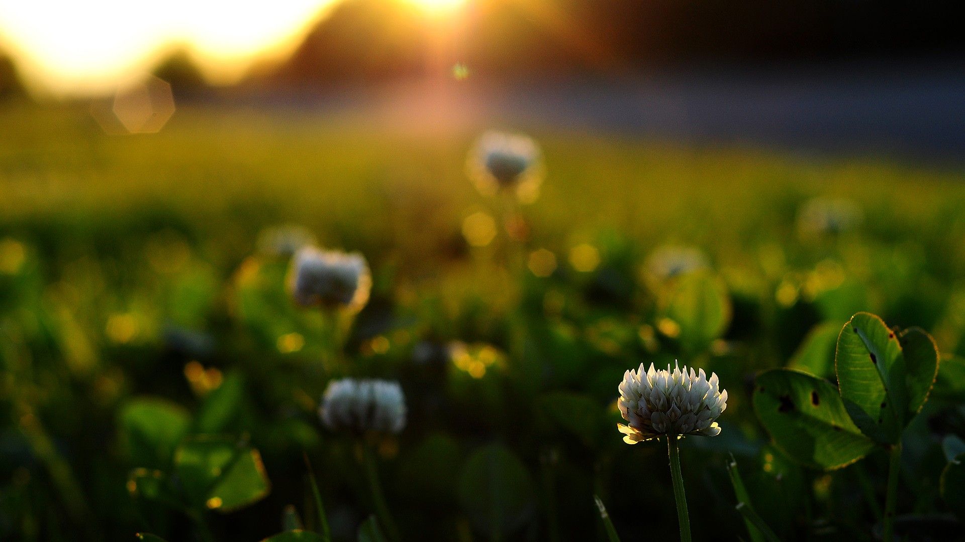 Sunset, Close Up, Nature, Flowers, Clover, Out Of Focus Wallpaper