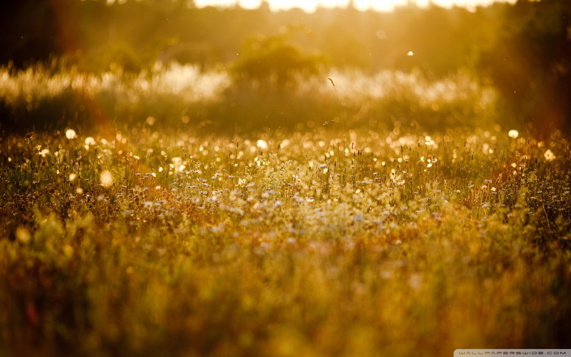 Wide 16 - Of Focus Nature Background Wallpaper & Background Download