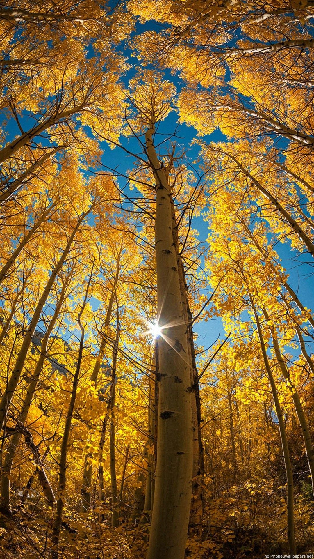 HD Autumn Woods iphone 6 wallpaper. Fall wallpaper, Autumn photography, Landscape photography