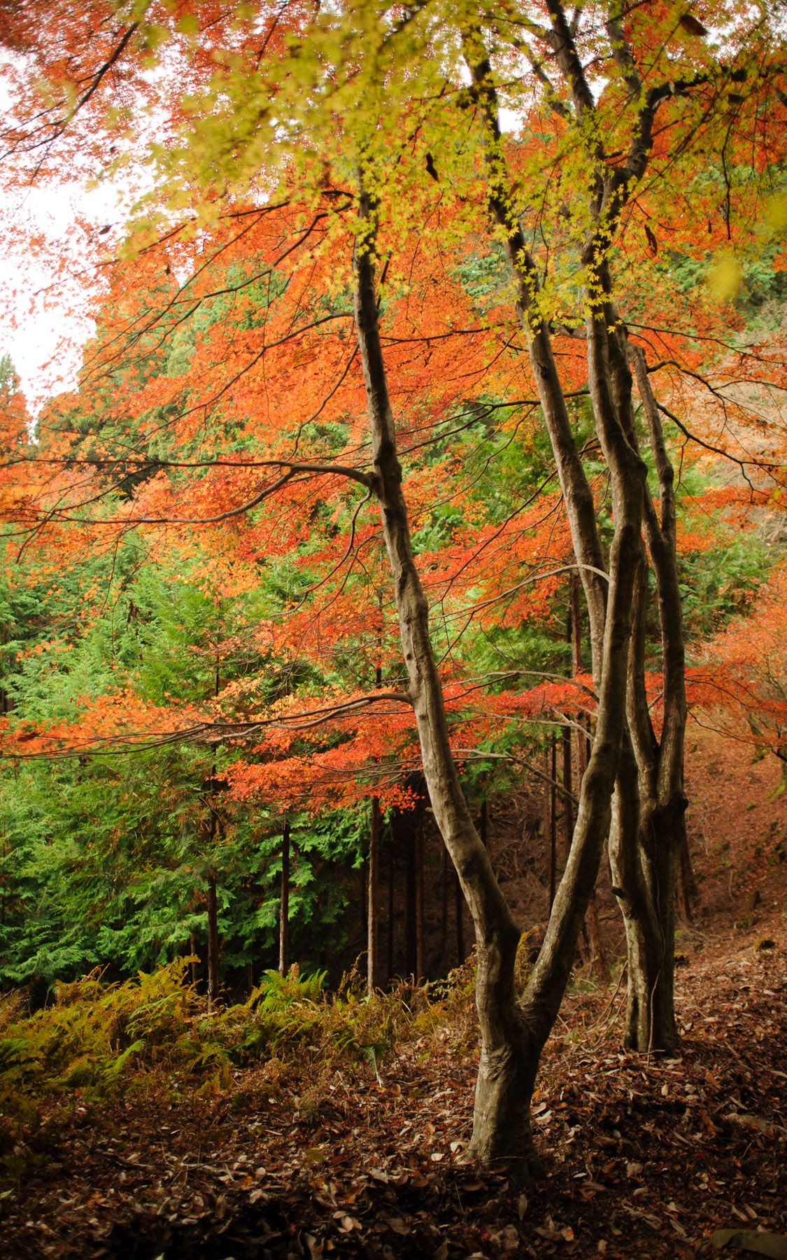 Fall Sunrise Background Vertical