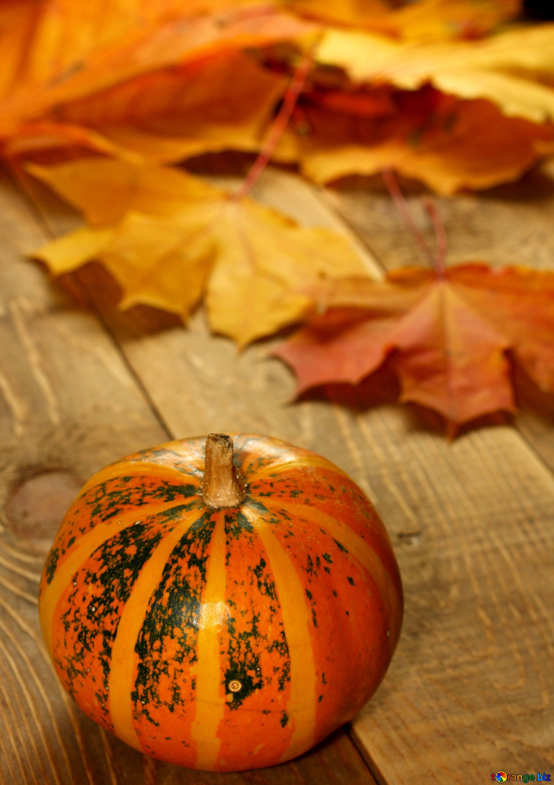 Autumn pumpkin picture with pumpkins for vertical desktop pumpkin № 35200