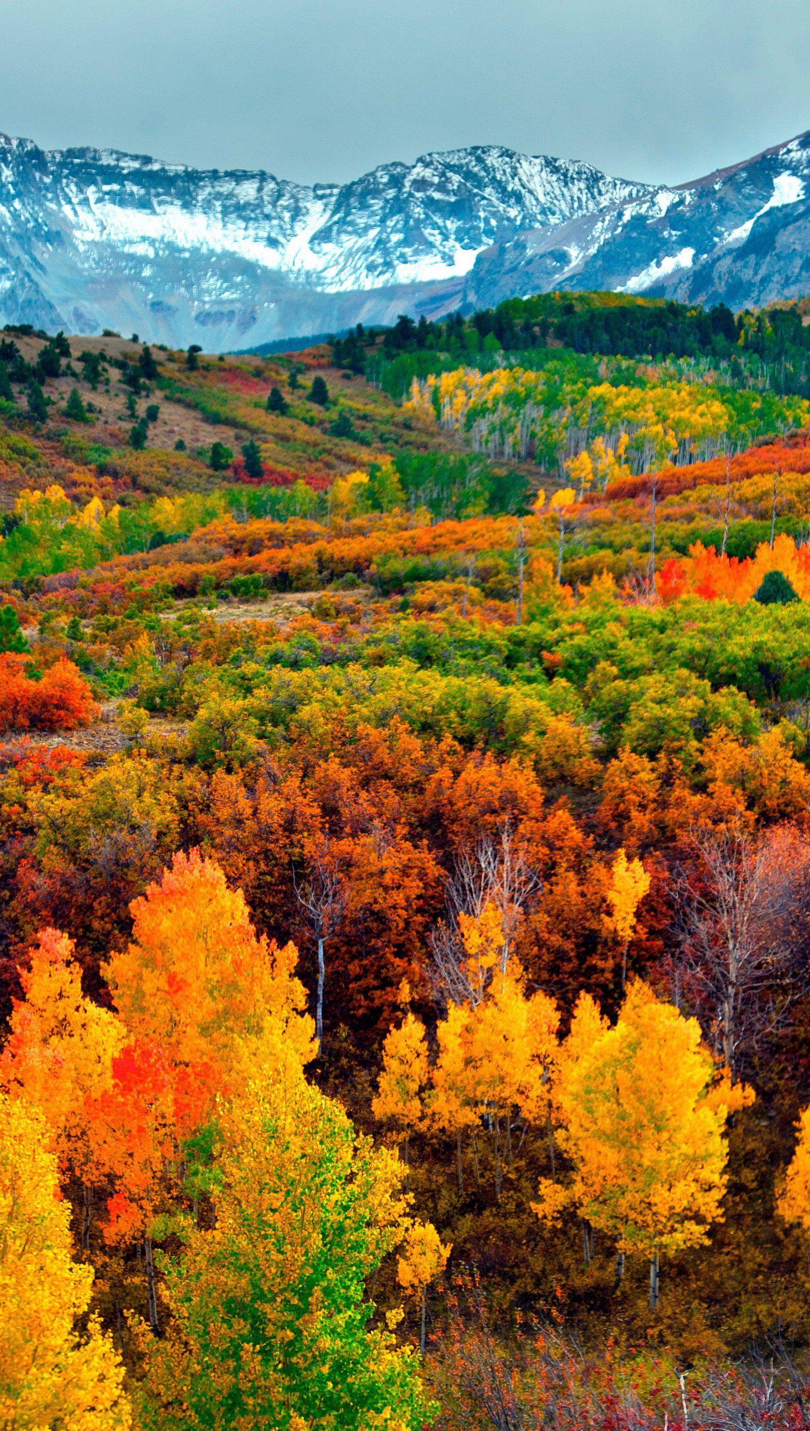 Mountains and forest in autumn Wallpaper 5k Ultra HD