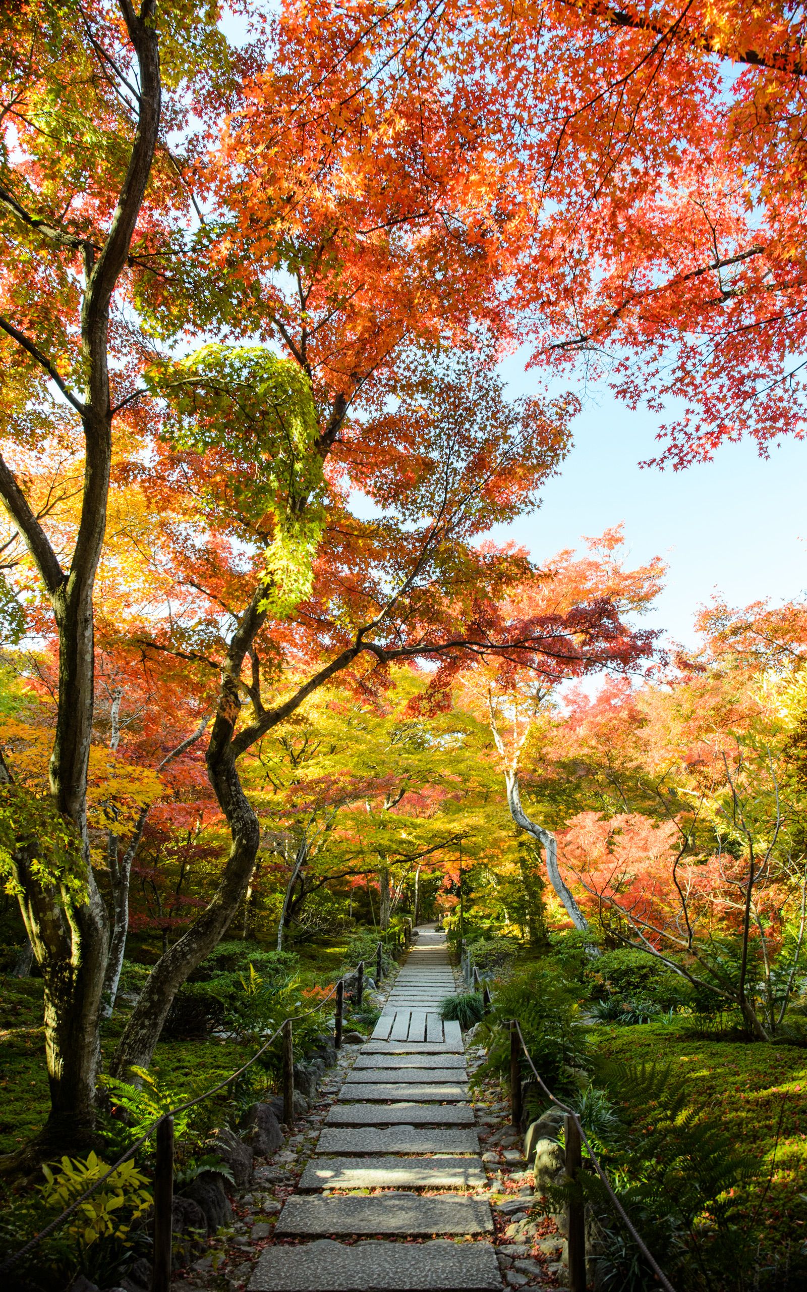Jeffrey Friedl's Blog Fall Foliage At Kyoto Arashiyama's Hokyo In Temple (with A Wigglegram)