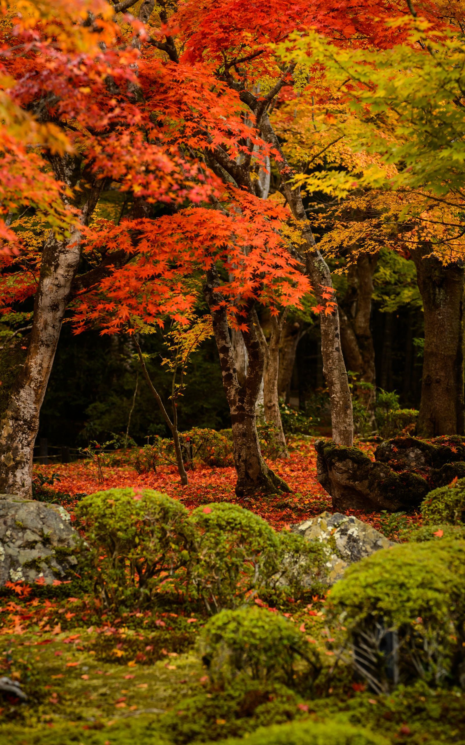 Gorgeous Autumn Colors! Love this beautiful photo! <pin by Clarice Hurst on Autumn Splendor>. Autumn scenes, Autumn scenery, Fall picture