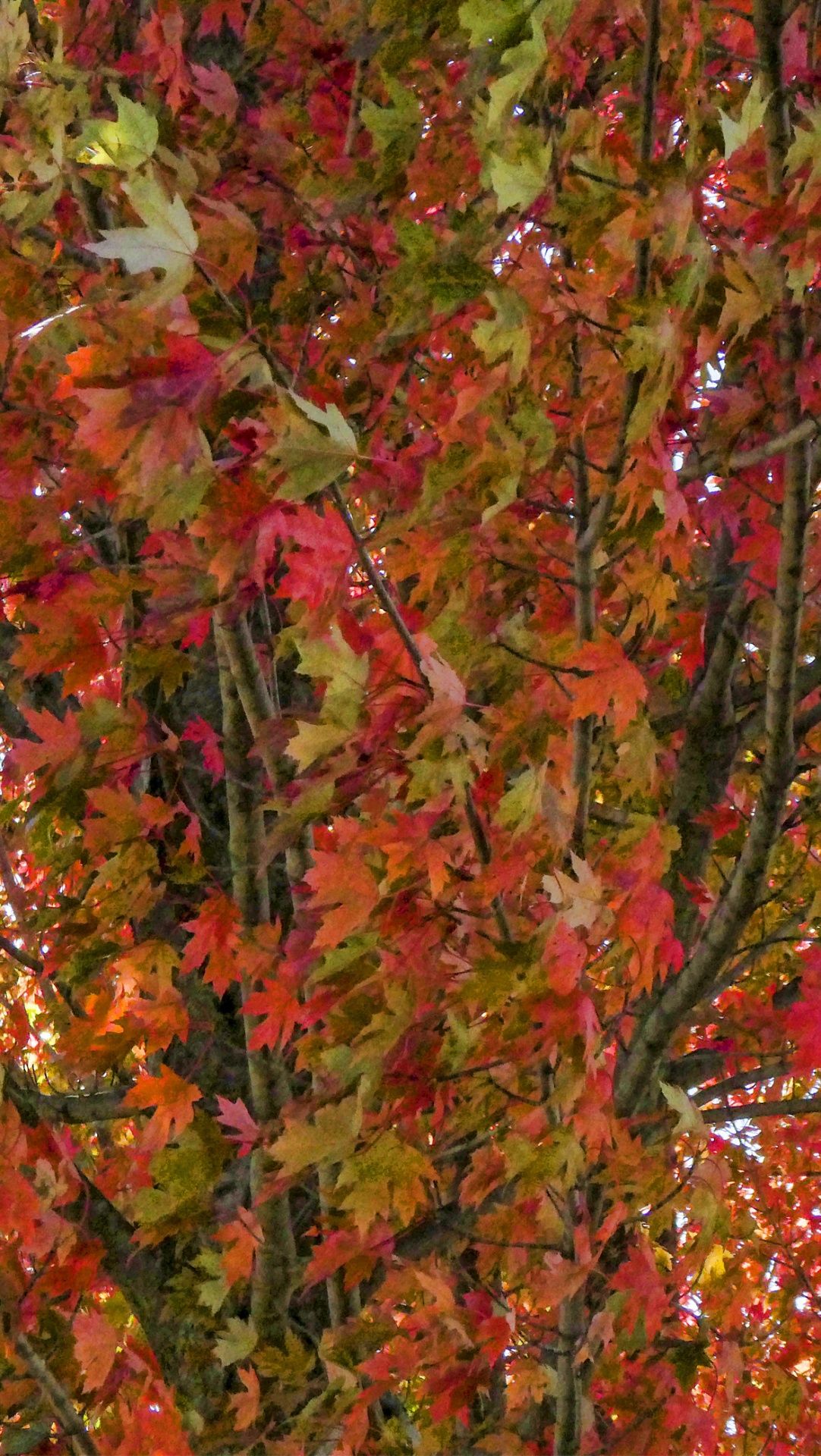 Autumn Leaves iPhone Wallpaper Free Domain Picture