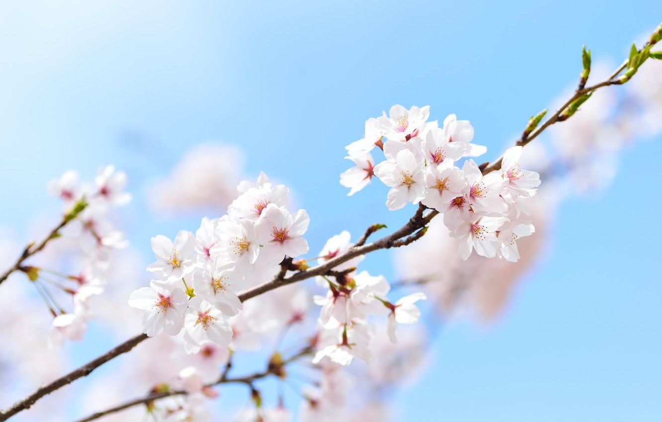 Wallpaper the sky, spring, Sakura, macro, sakura, spring, branch image for desktop, section макро