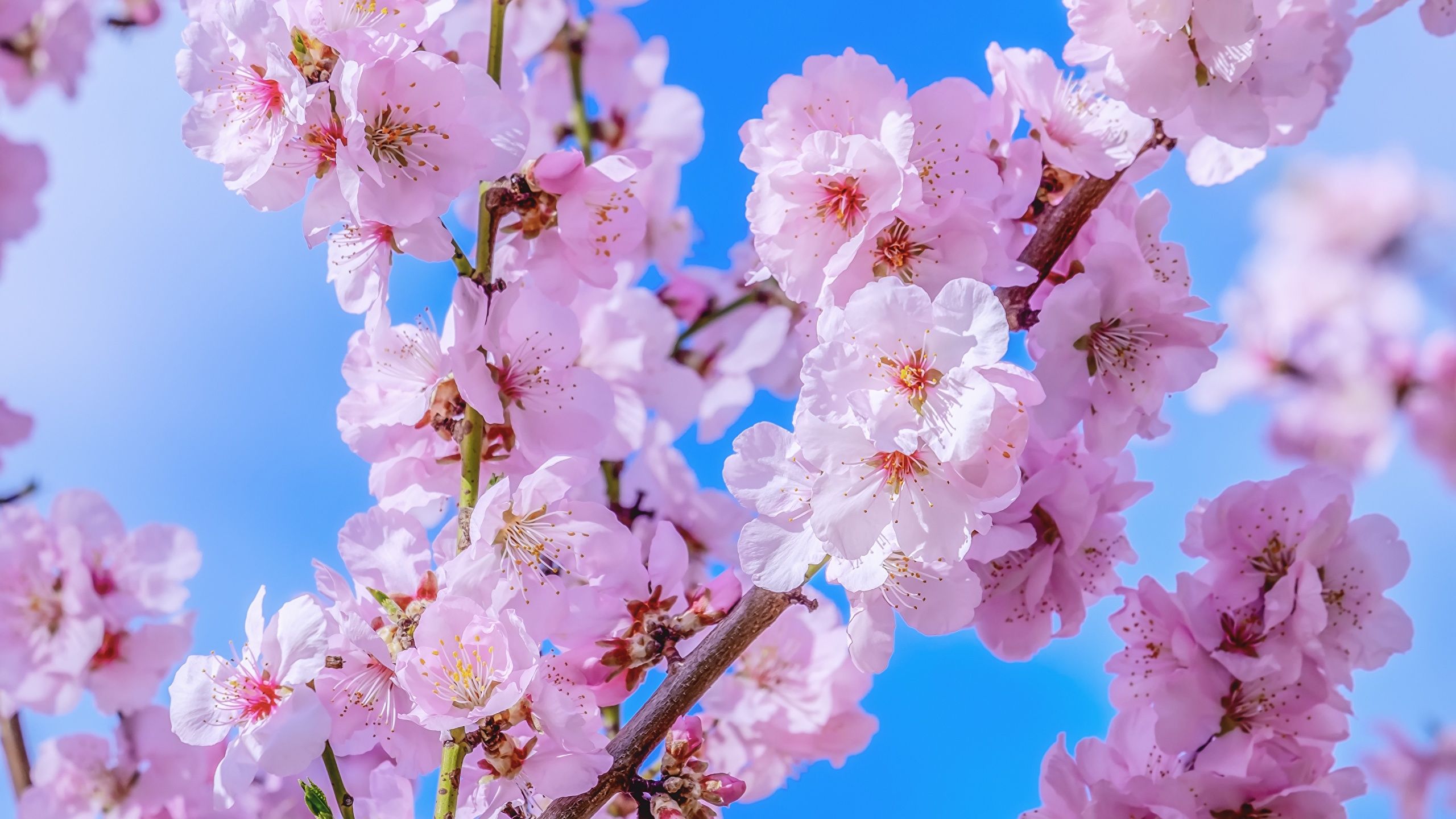 Wallpaper Cherry blossom Flowers Branches Flowering trees 2560x1440