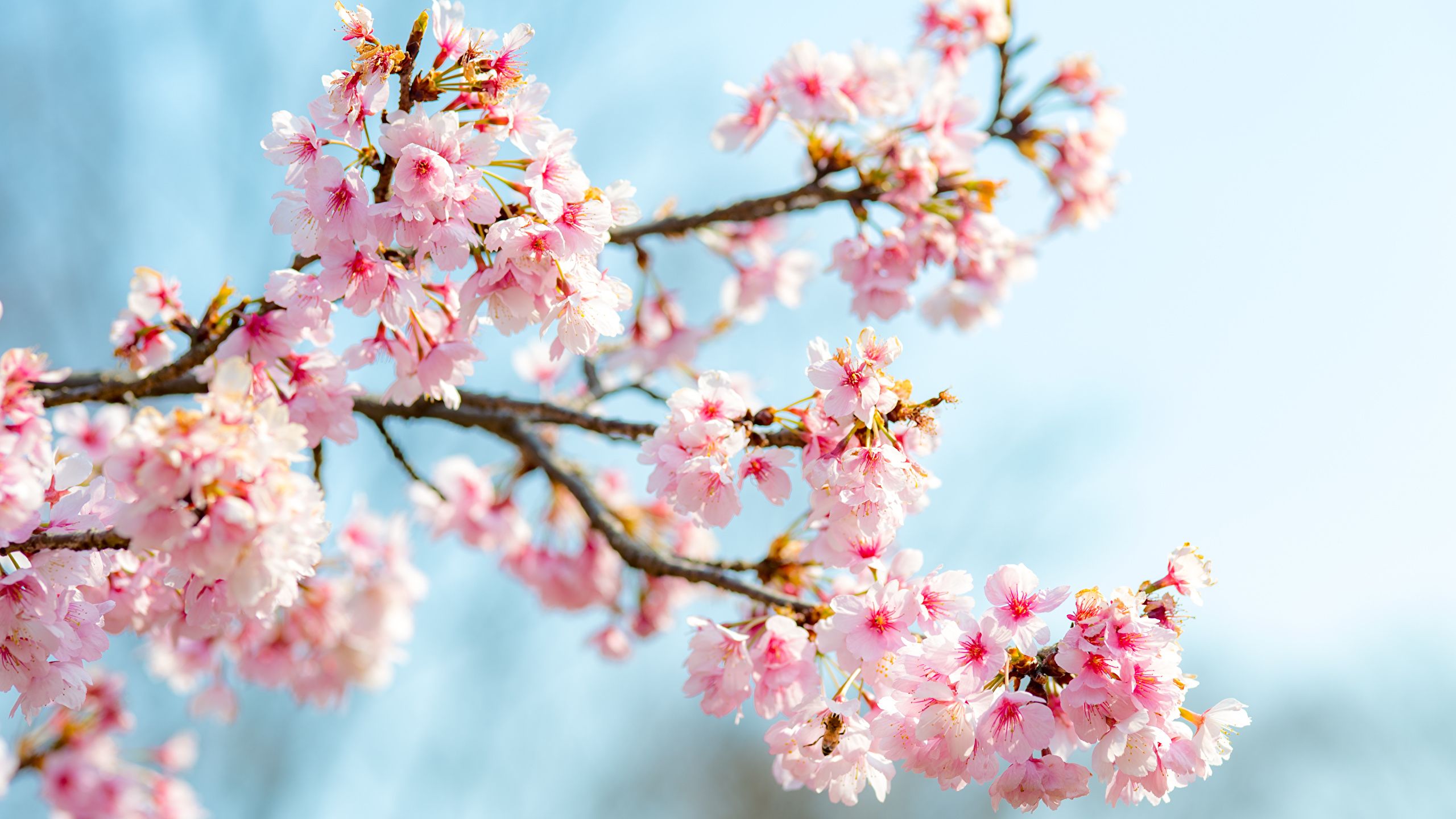 Image Sakura flower Branches Closeup 2560x1440