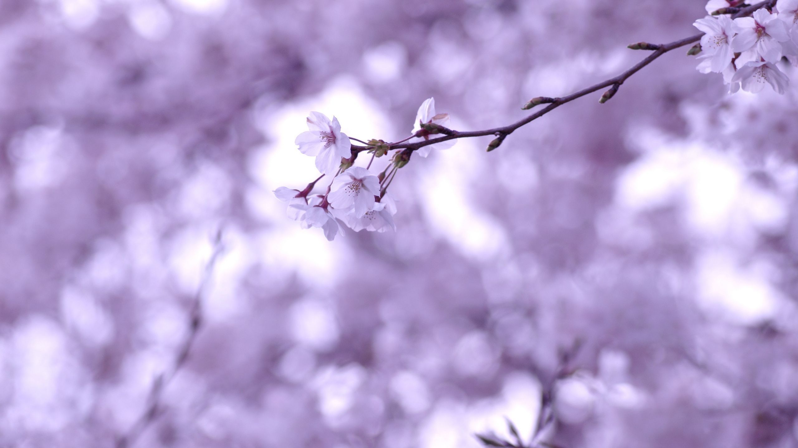 Download wallpaper 2560x1440 cherry, twig, sakura, branches widescreen 16:9 HD background