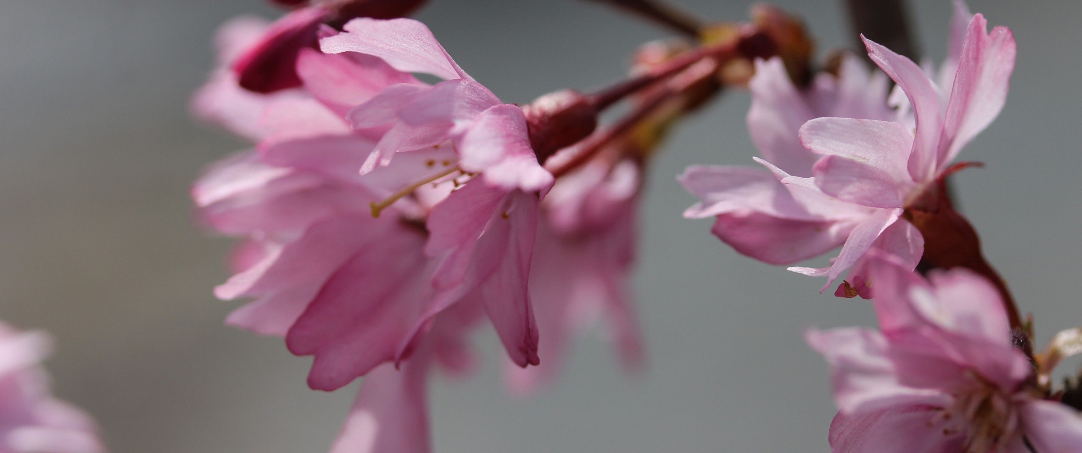 Download 3440x1440 Cherry Blossom, Sakura, Branch, Petals, Macro Wallpaper