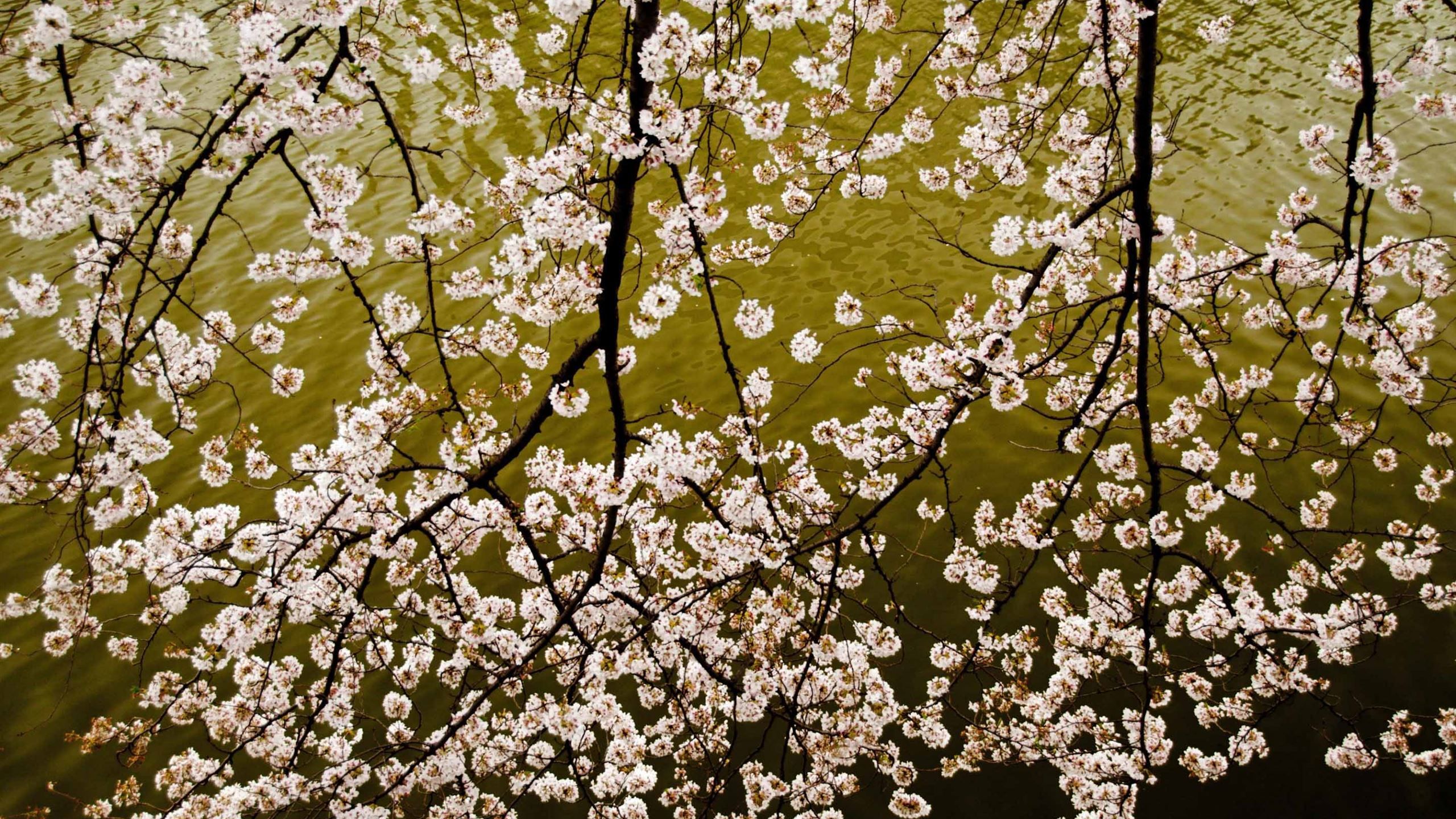 Sakura Branches MacBook Air Wallpaper Download
