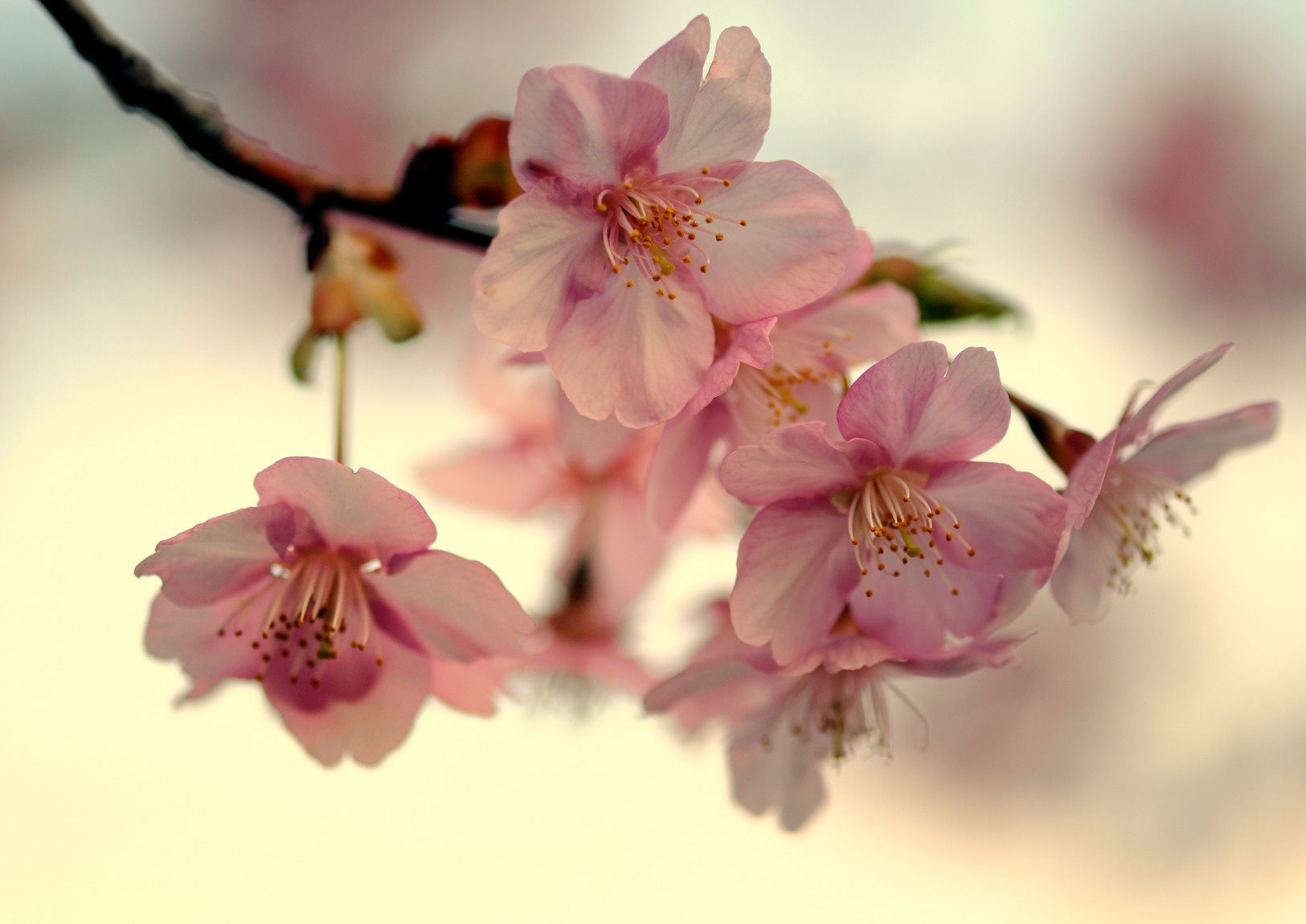 Wallpaper flower, sakura, branch, cherry tree, petals, spring desktop wallpaper Nature GoodWP.com