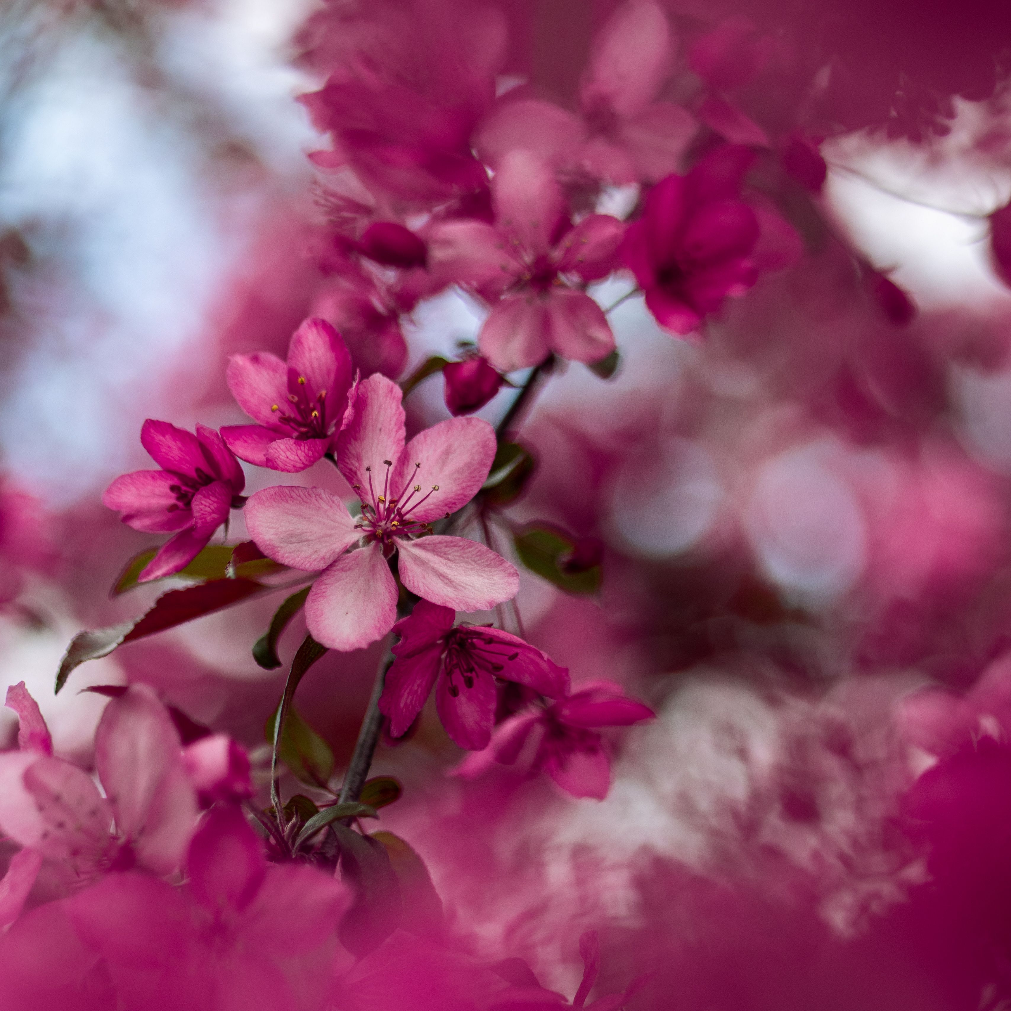 Download wallpaper 3415x3415 sakura, flowers, pink, bloom, branch ipad pro 12.9 retina for parallax HD background