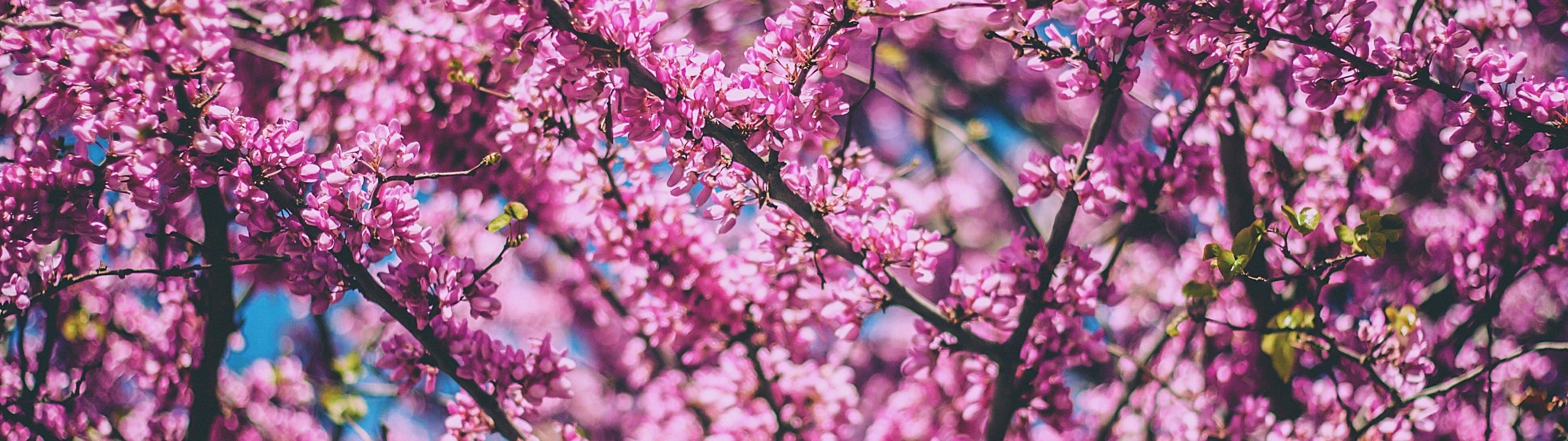 Sakura Leaves, Cherry Blossom, Branches, Tree Blossom Wallpaper & Background Download
