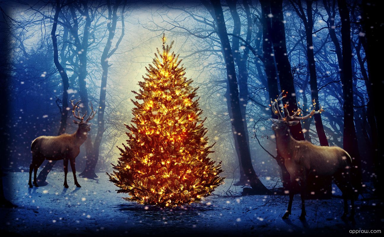 Christmas Deer In Forest