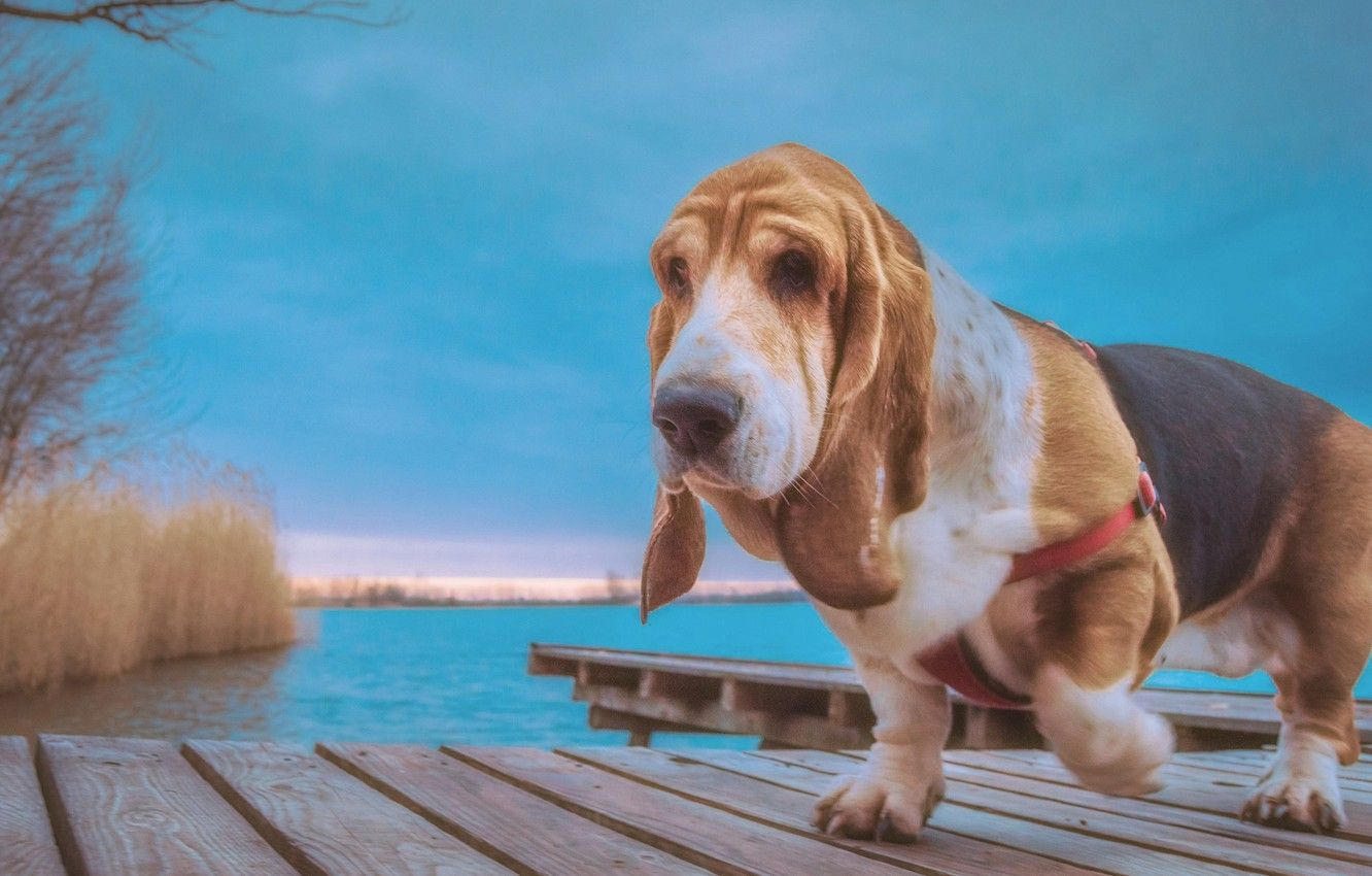 Wallpaper water, dog, the bridge, The Basset hound image for desktop, section собаки
