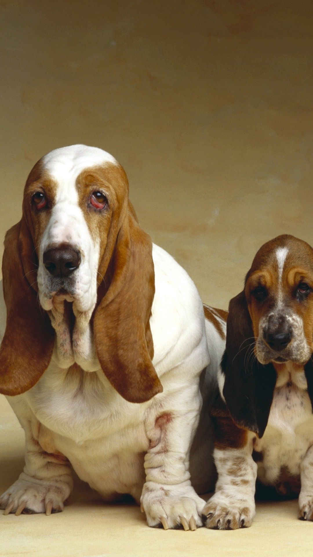 Wallpaper Basset Hound, three dogs 2560x1920 HD Picture, Image